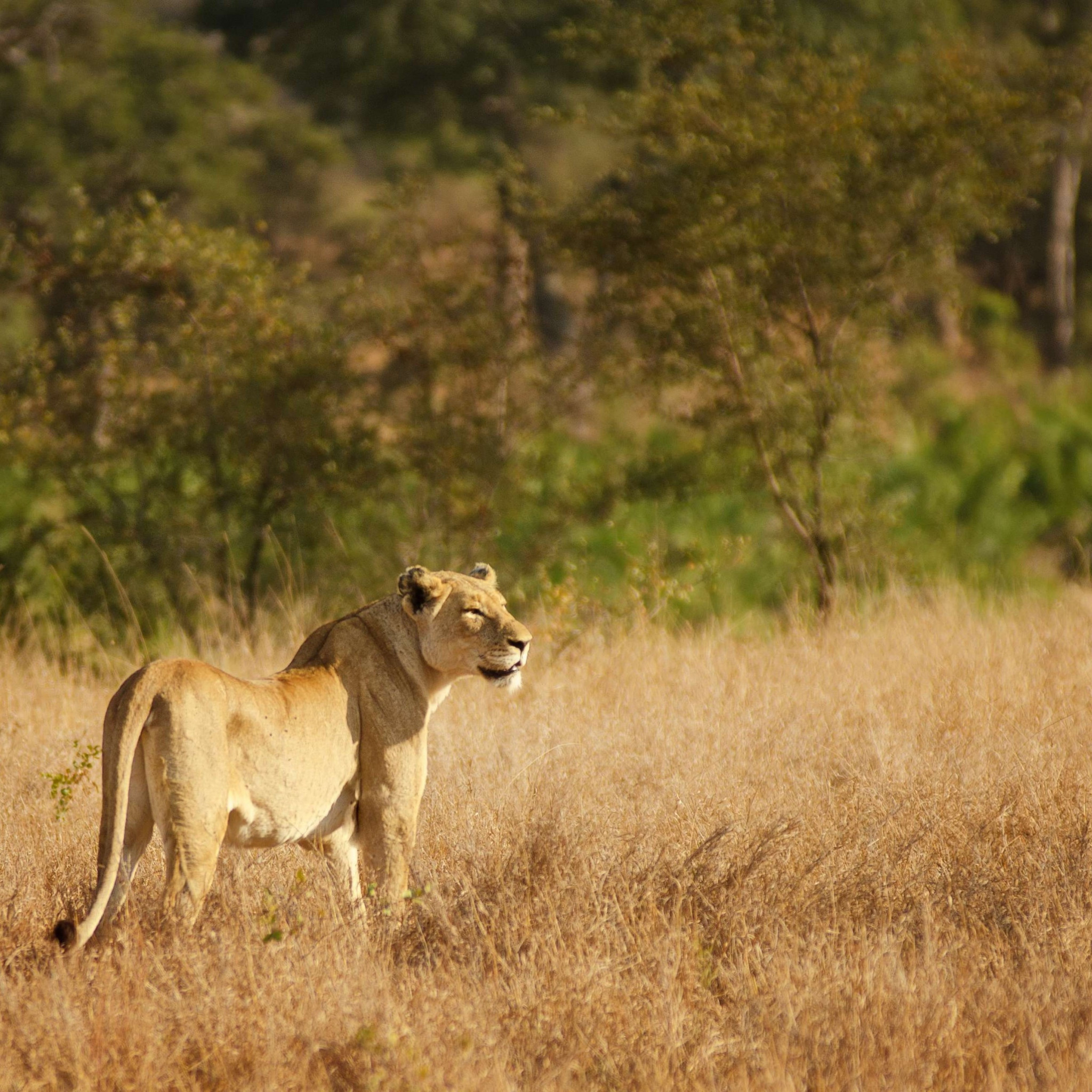 Lioness in Kruger National Park wallpaper 2048x2048
