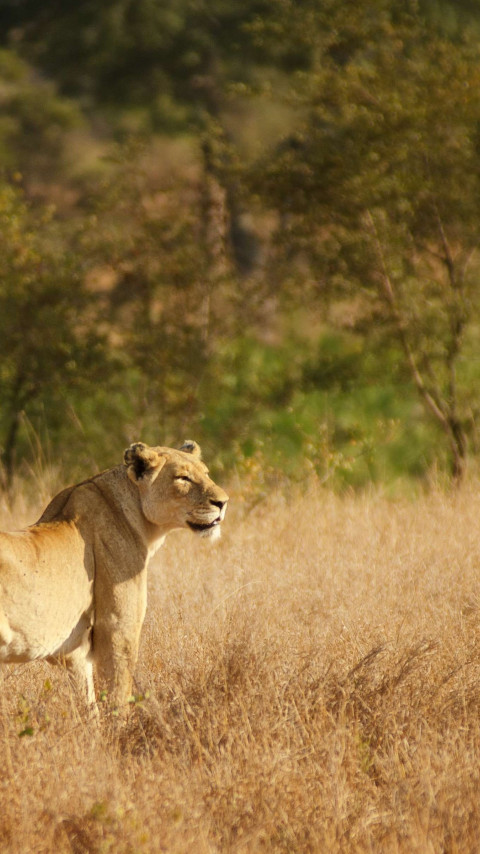 Lioness in Kruger National Park wallpaper 480x854