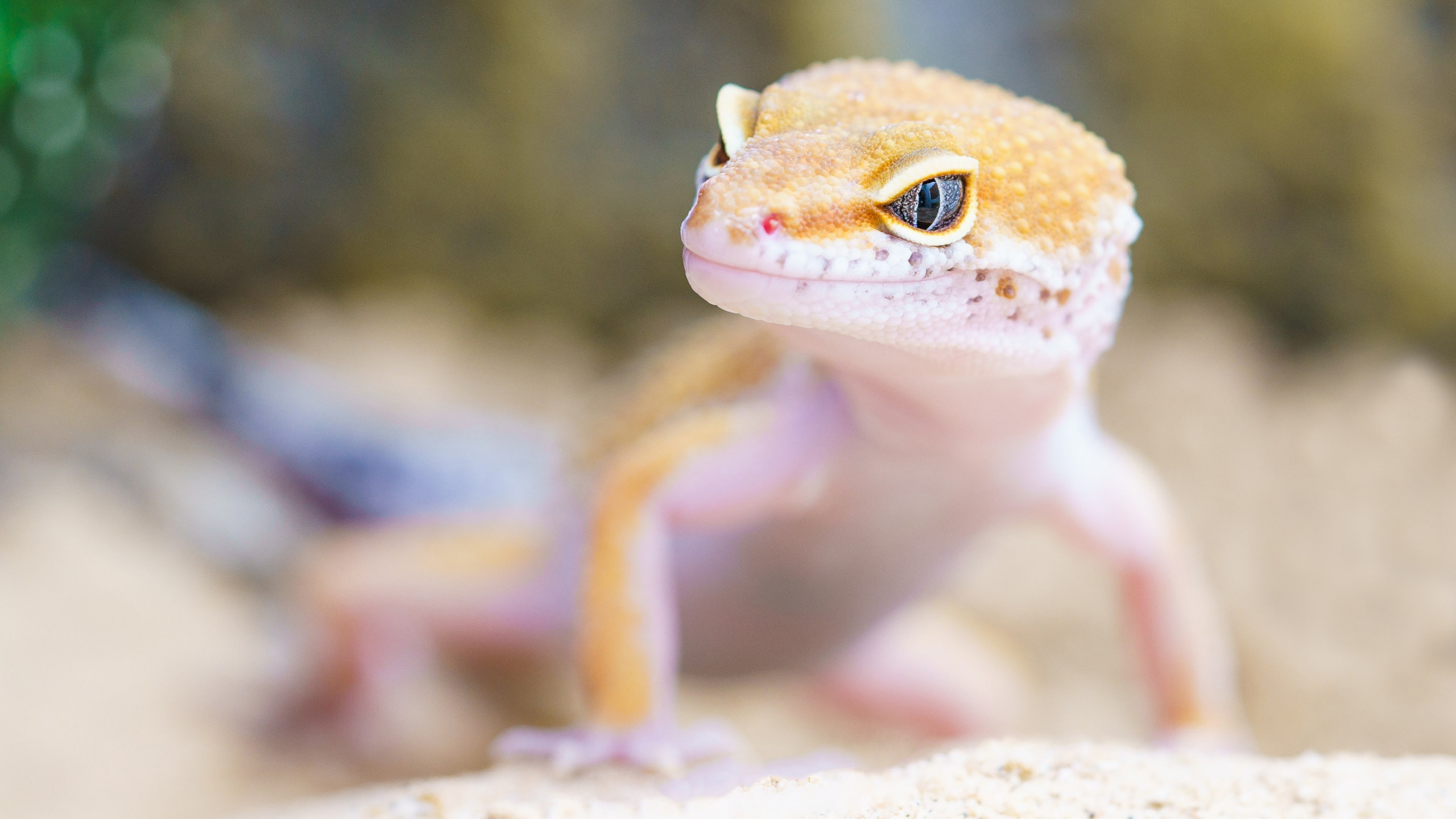 Gecko portrait wallpaper 2560x1440