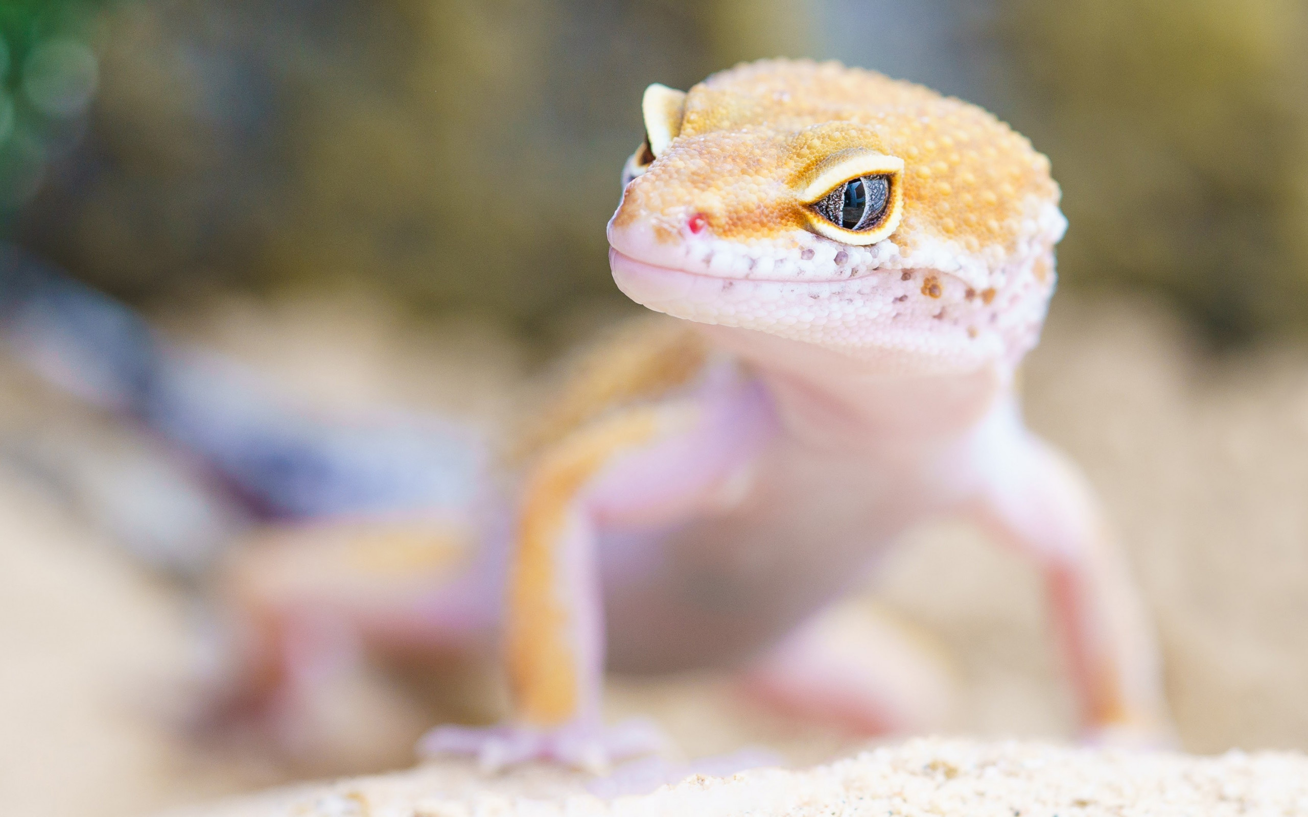 Gecko portrait wallpaper 2560x1600