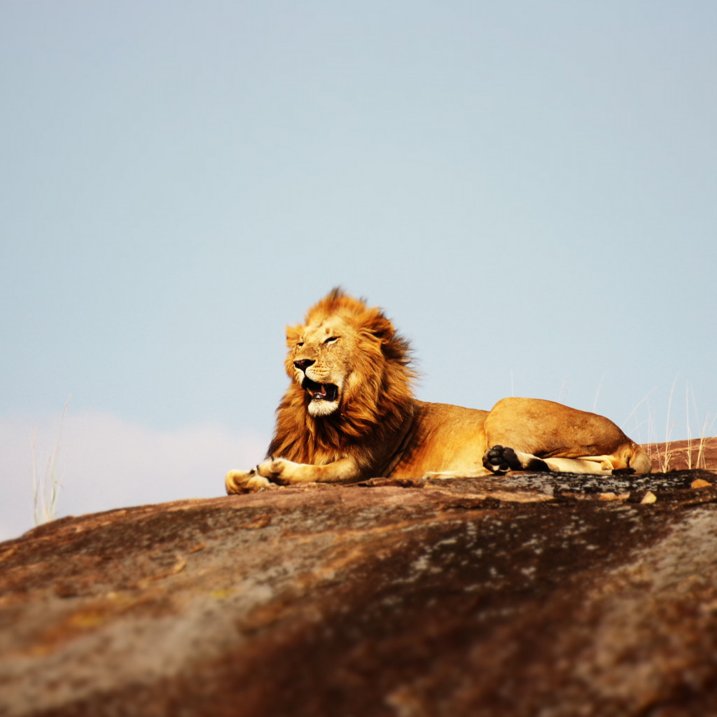 Lion in Serengeti National Park wallpaper 1024x1024