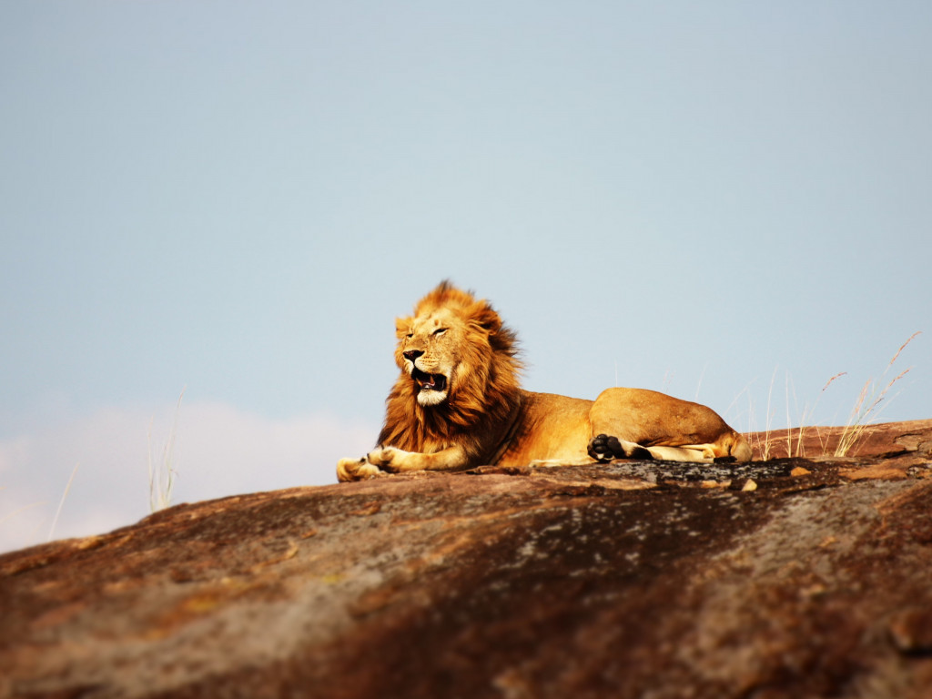 Lion in Serengeti National Park wallpaper 1024x768