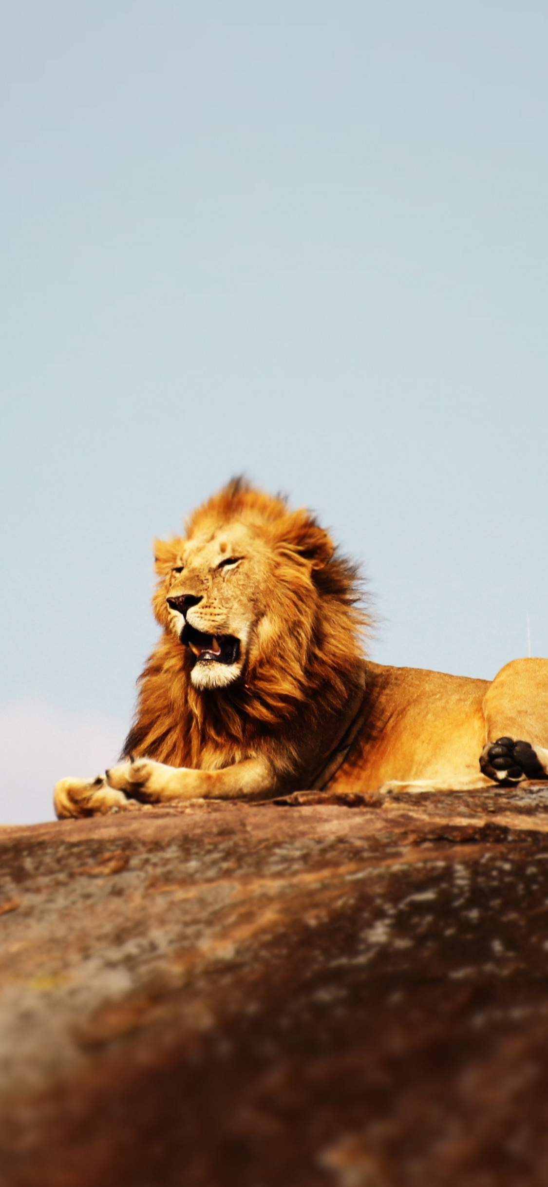 Lion in Serengeti National Park wallpaper 1125x2436