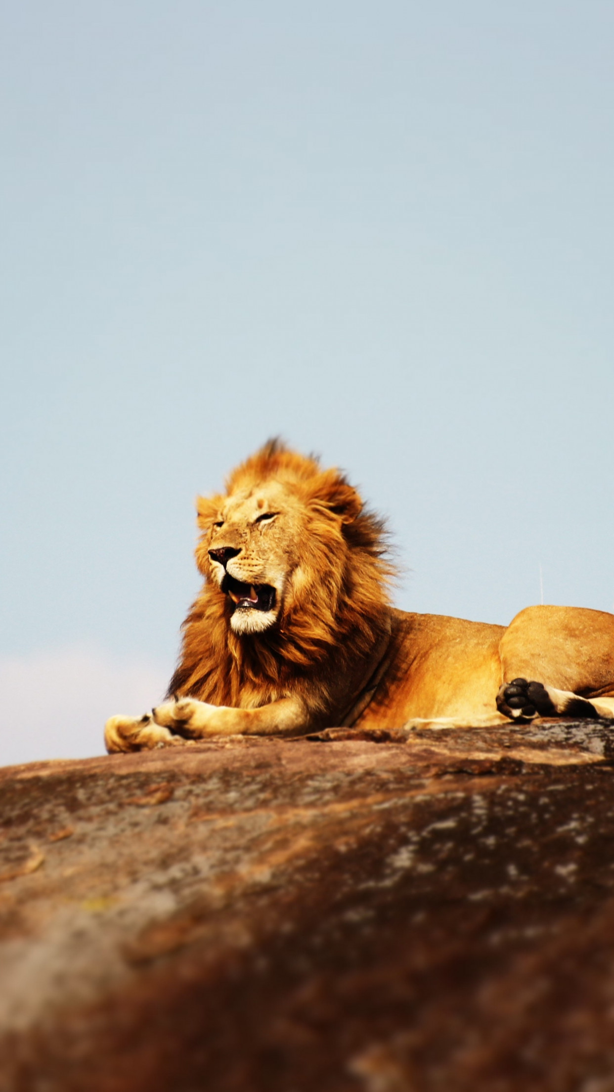 Lion in Serengeti National Park wallpaper 1242x2208