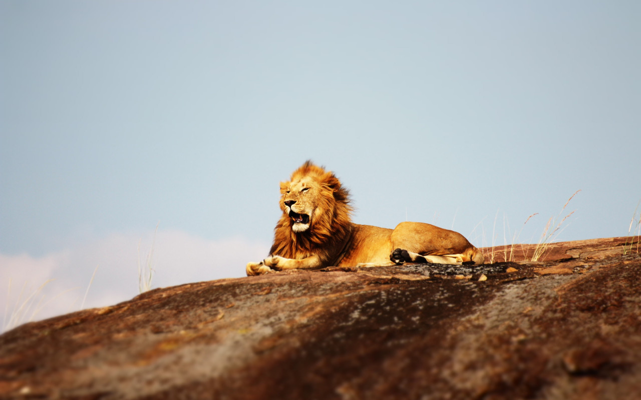 Lion in Serengeti National Park wallpaper 1280x800