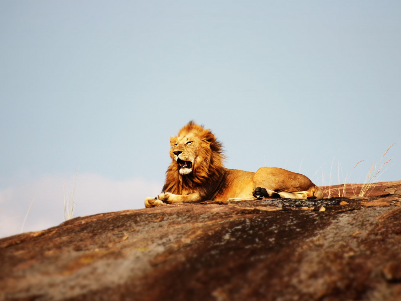 Lion in Serengeti National Park wallpaper 1280x960