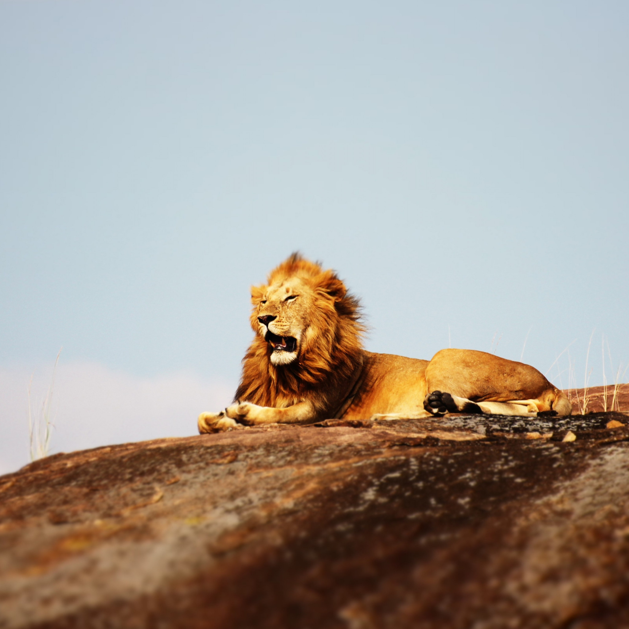 Lion in Serengeti National Park wallpaper 2048x2048