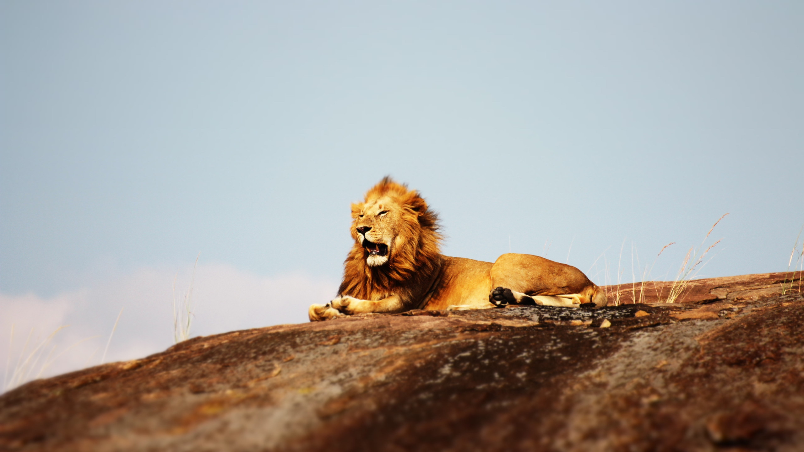 Lion in Serengeti National Park wallpaper 2560x1440