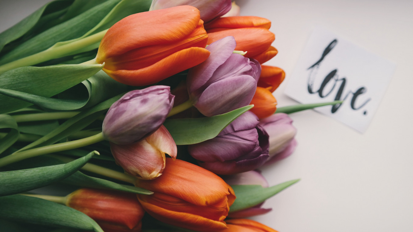 Tulips with love wallpaper 1366x768