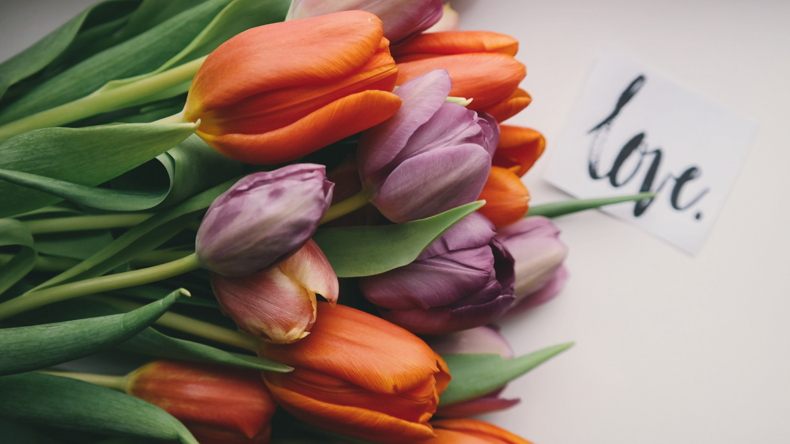 Tulips with love wallpaper 1600x900