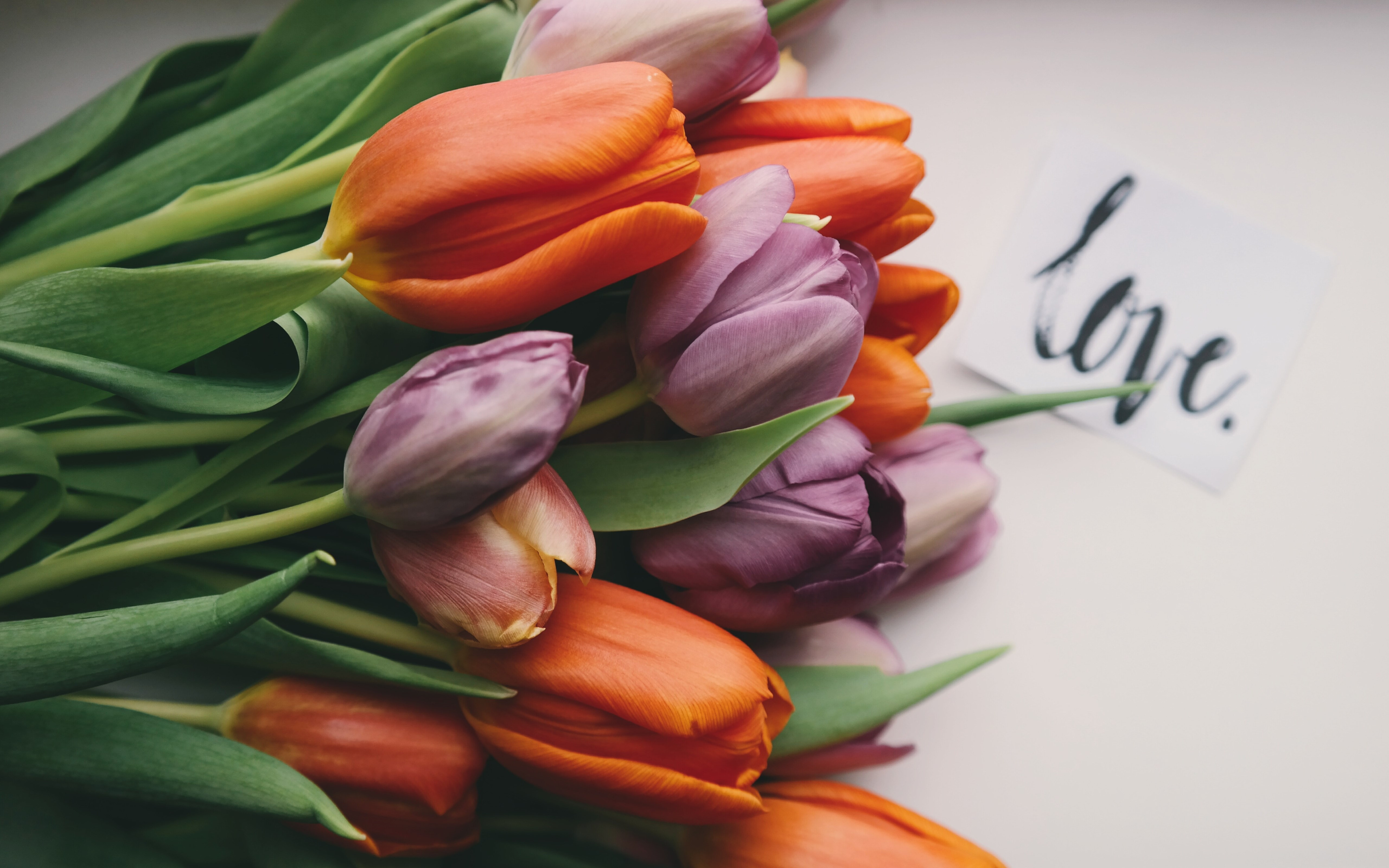 Tulips with love wallpaper 5120x3200