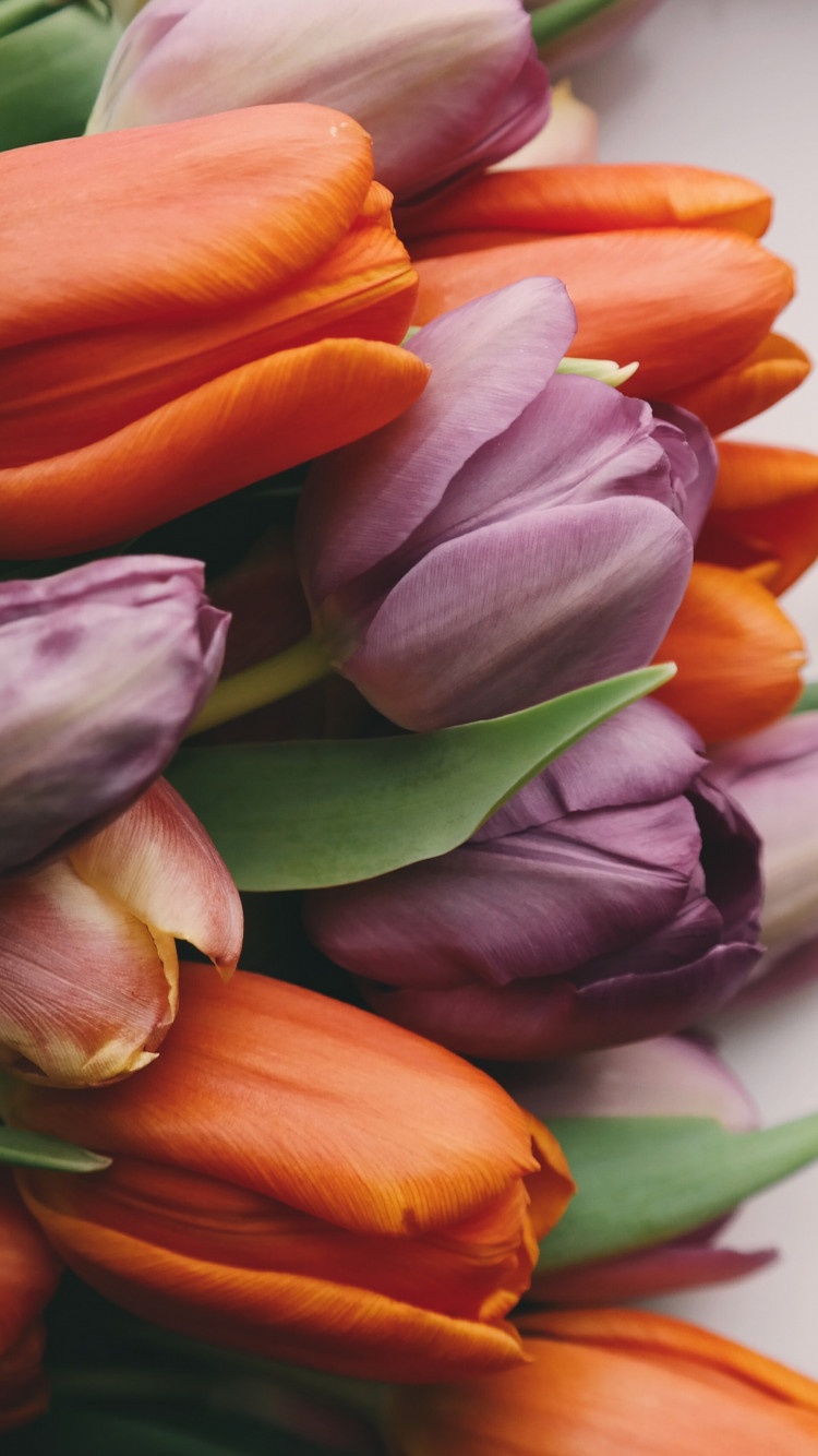 Tulips with love wallpaper 750x1334