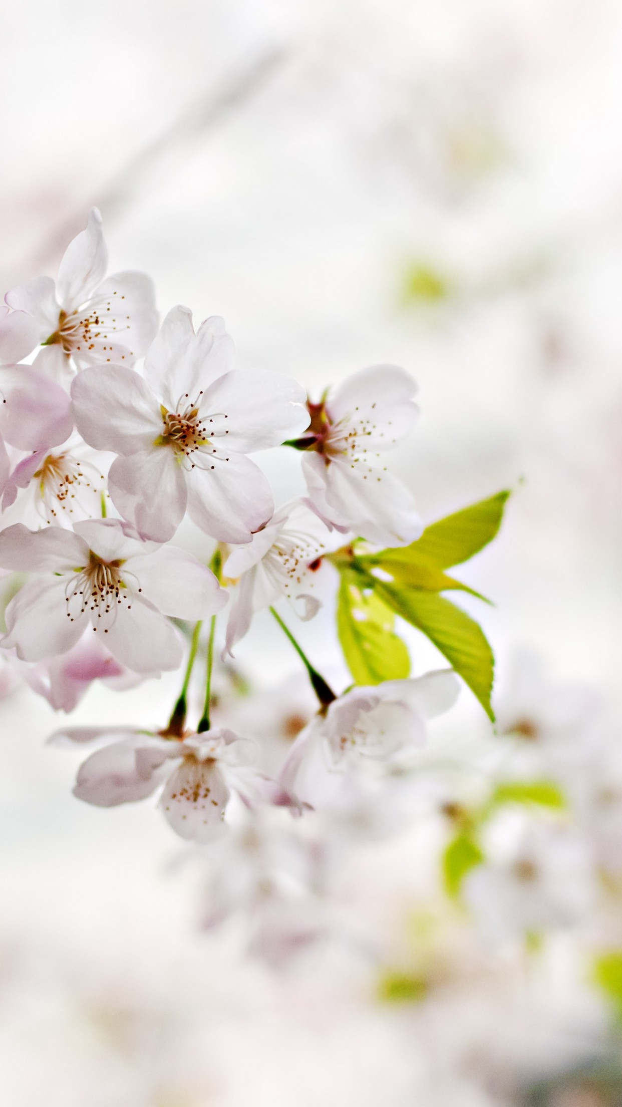 Cherry Blossoms. Flowers of Spring wallpaper 1242x2208