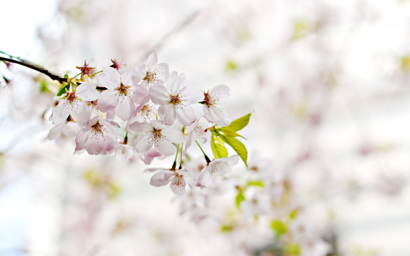 Cherry Blossoms. Flowers of Spring wallpaper 1440x900