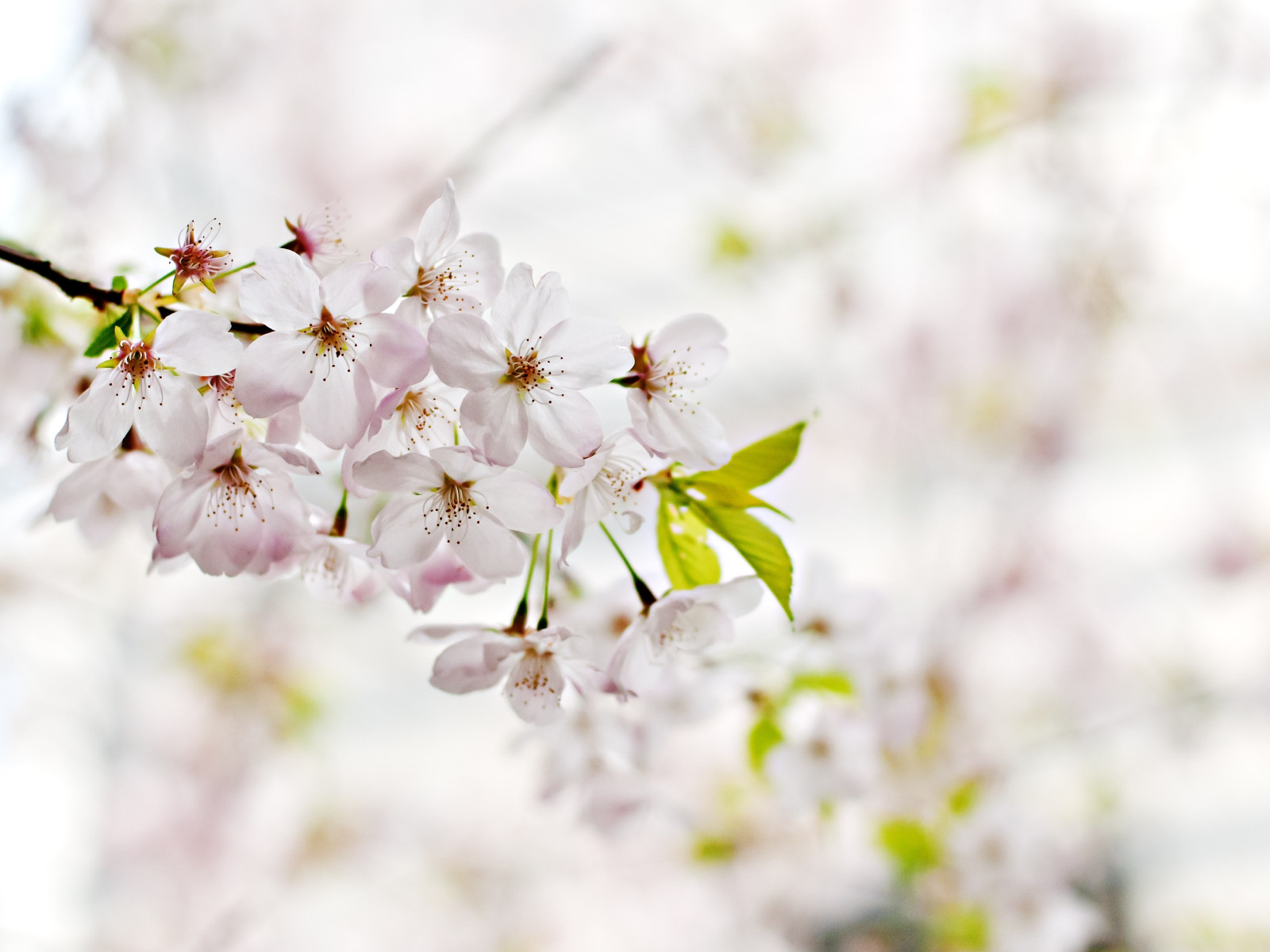 Cherry Blossoms. Flowers of Spring wallpaper 1600x1200