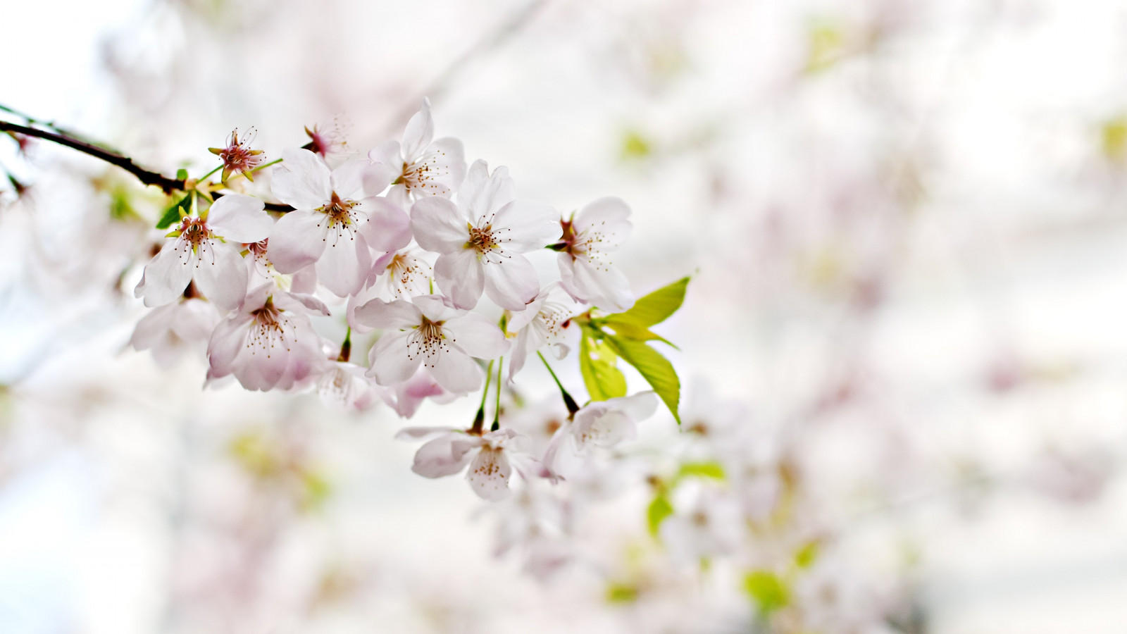 Cherry Blossoms. Flowers of Spring wallpaper 1600x900