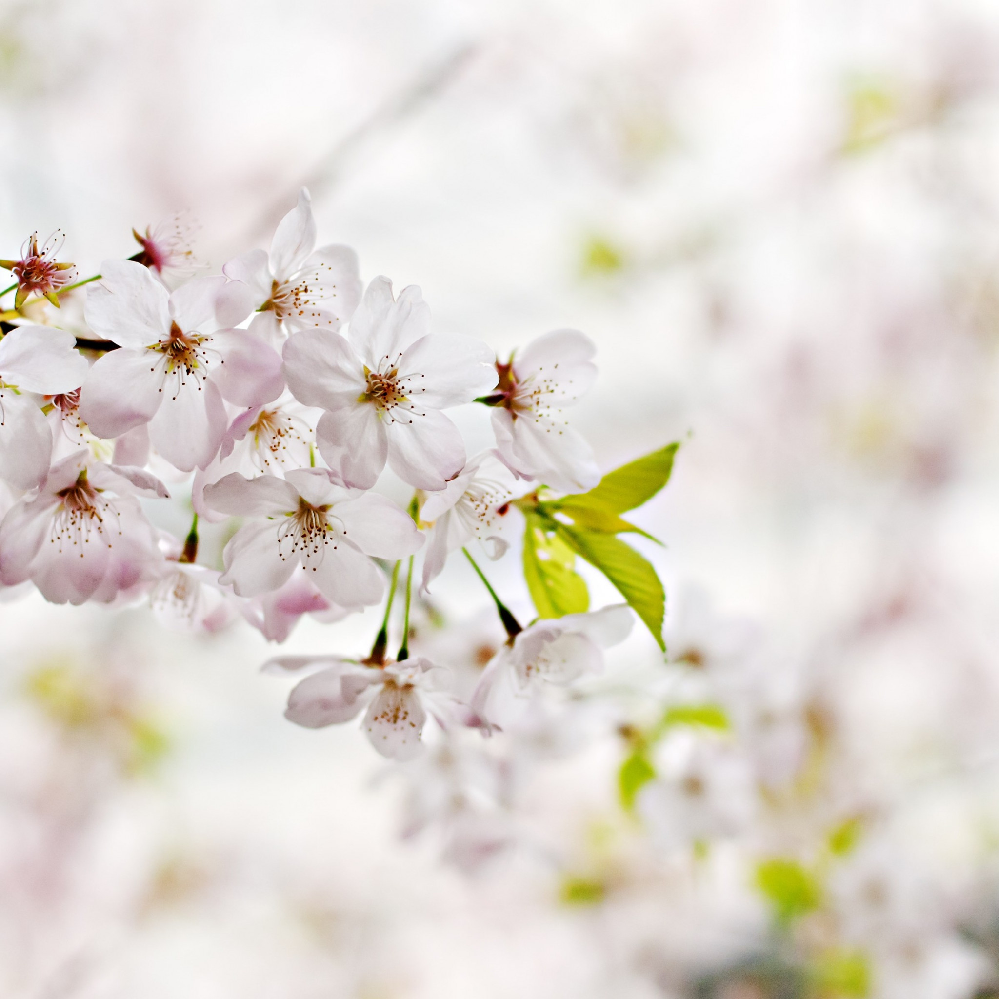 Cherry Blossoms. Flowers of Spring wallpaper 2048x2048