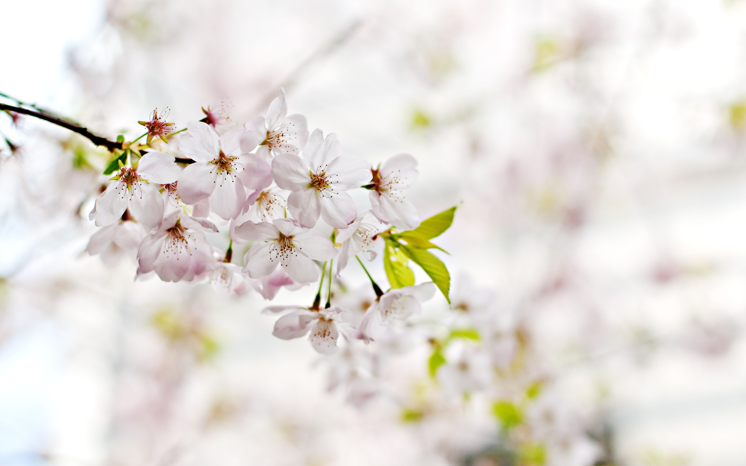 Cherry Blossoms. Flowers of Spring wallpaper 2560x1600