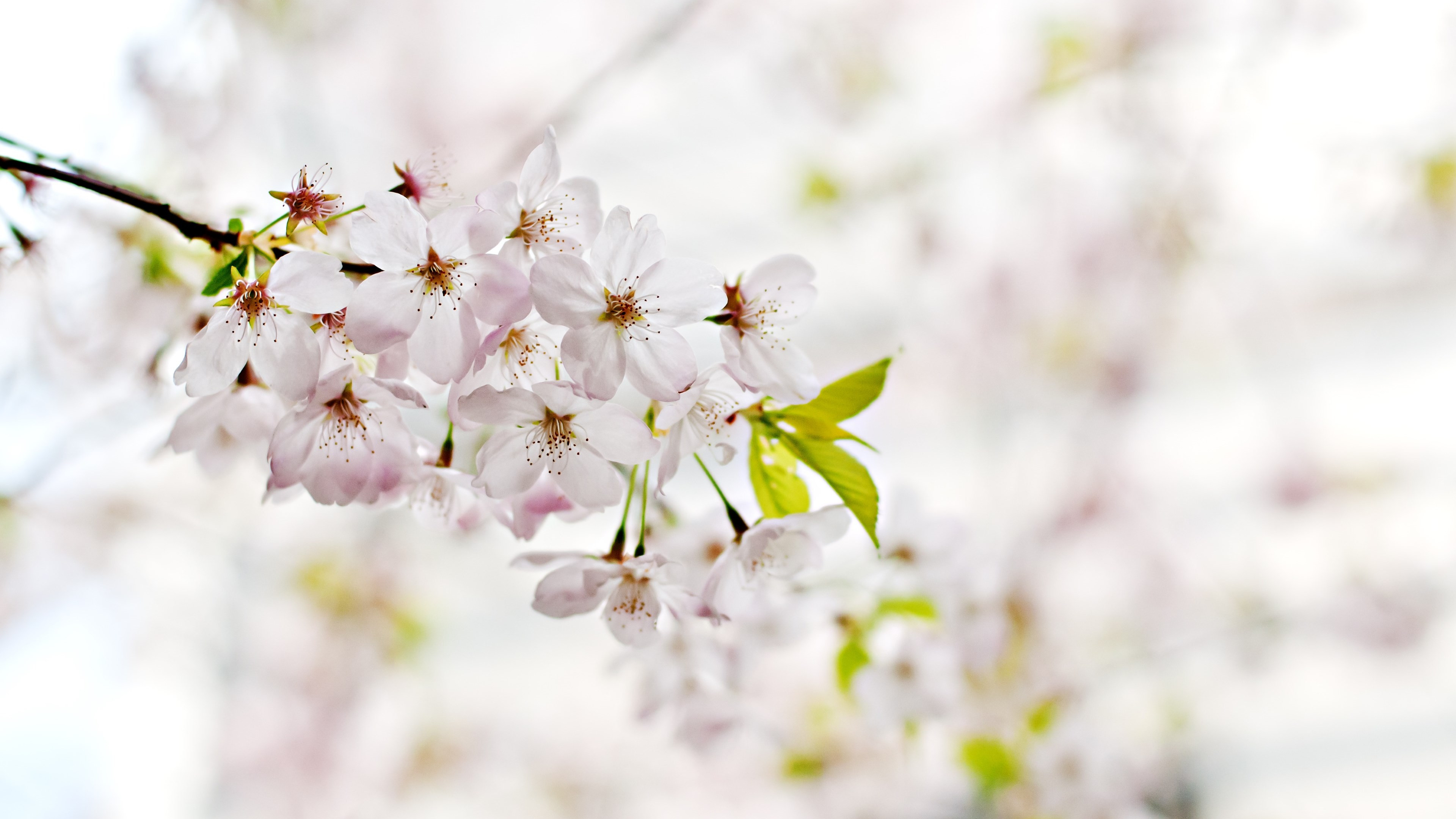 Cherry Blossoms. Flowers of Spring wallpaper 3840x2160