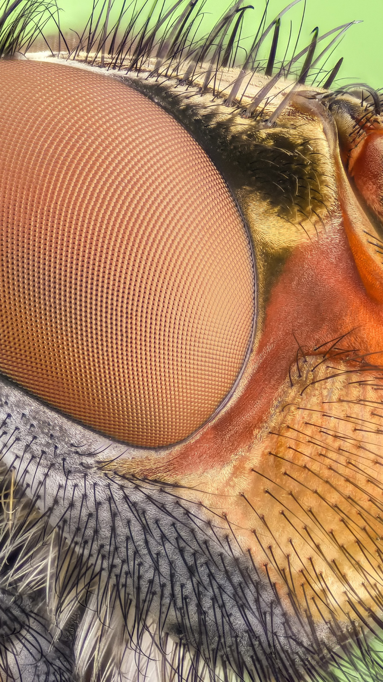 Close up insect portrait wallpaper 1242x2208
