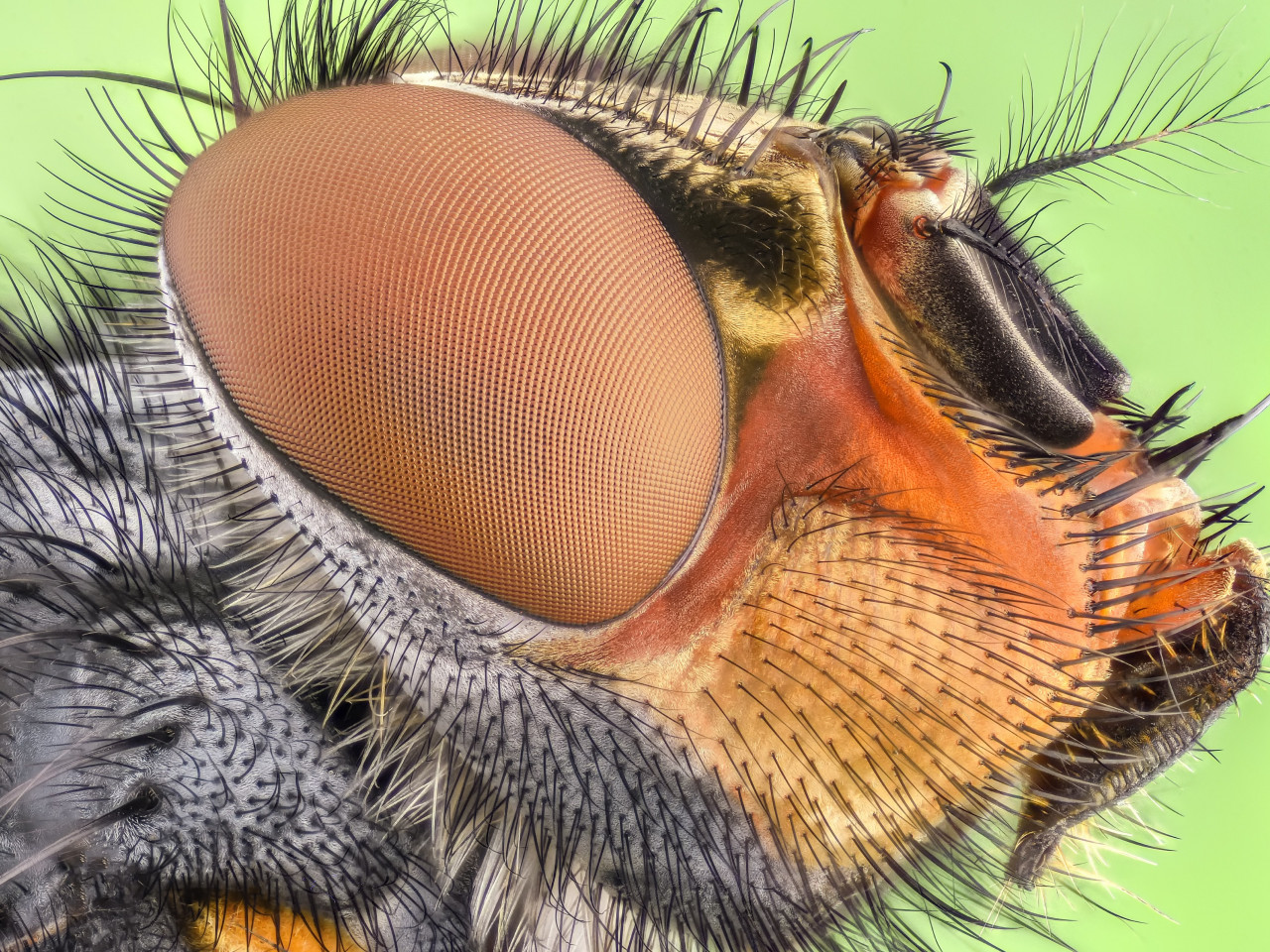 Close up insect portrait wallpaper 1280x960