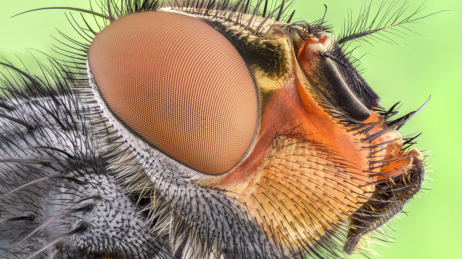 Close up insect portrait wallpaper 1600x900
