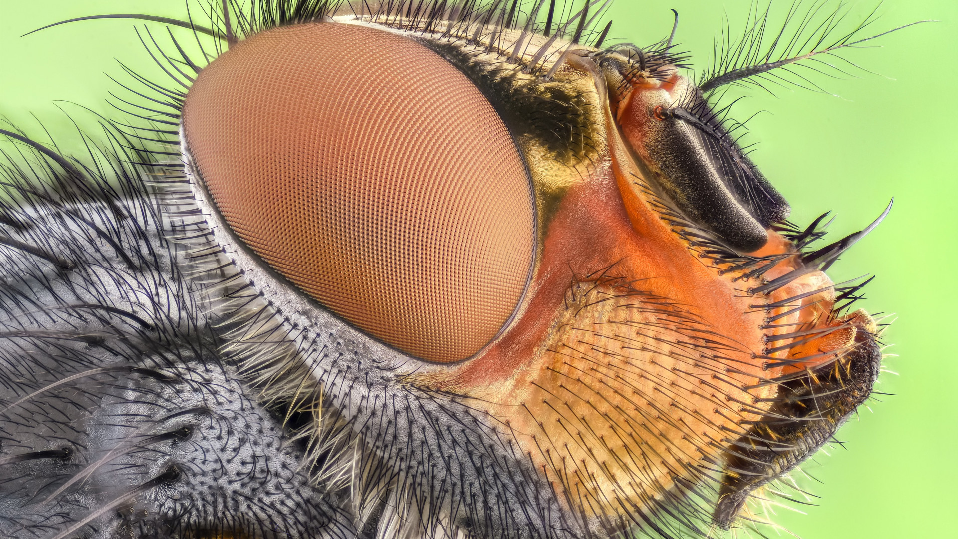 Close up insect portrait wallpaper 1920x1080