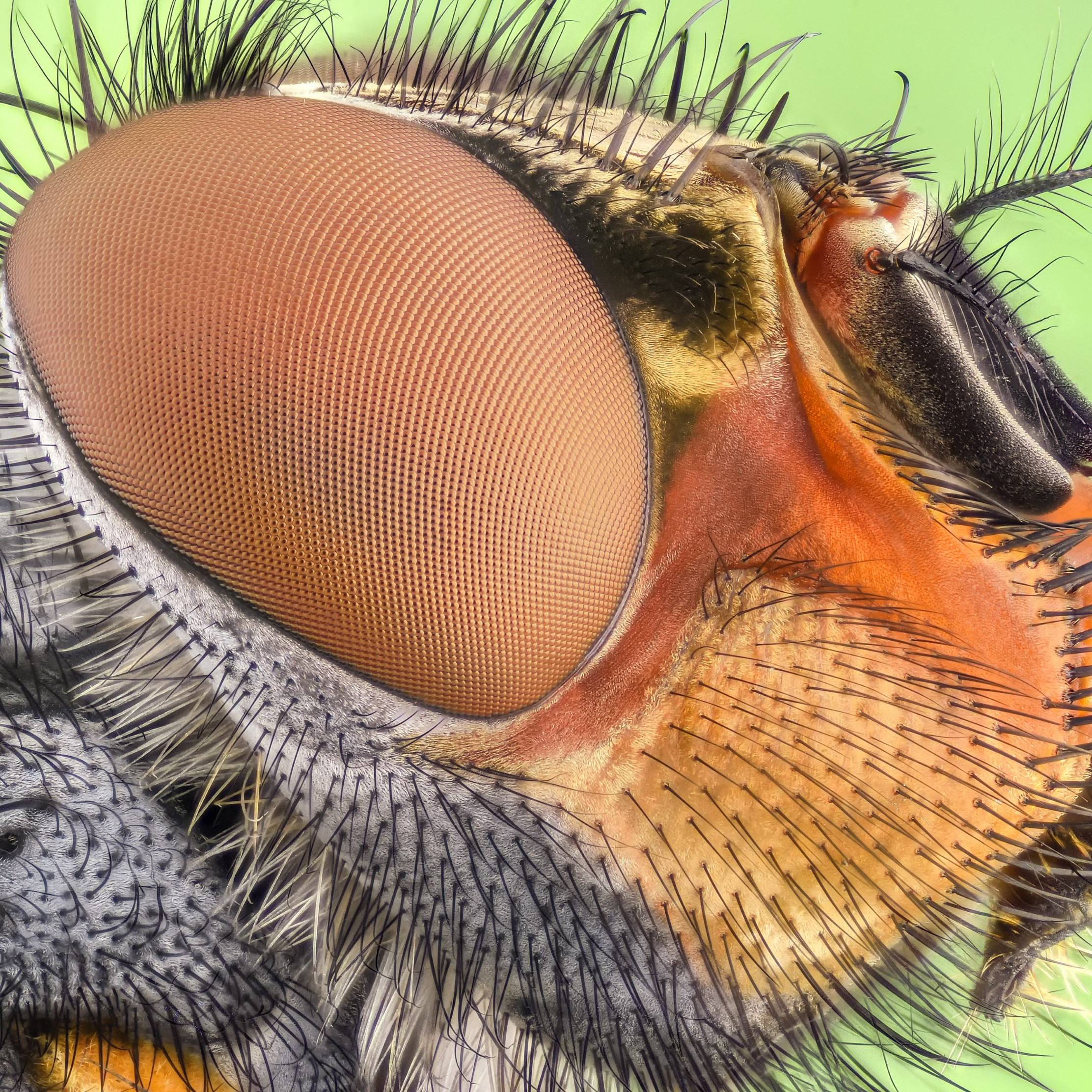 Close up insect portrait wallpaper 2224x2224