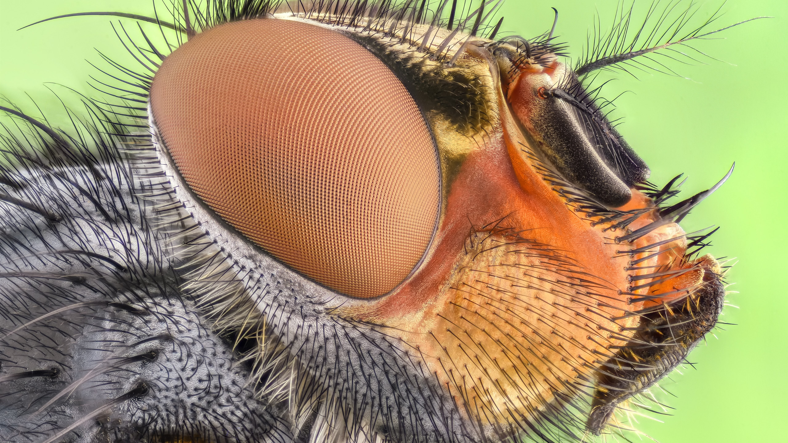 Close up insect portrait wallpaper 2560x1440