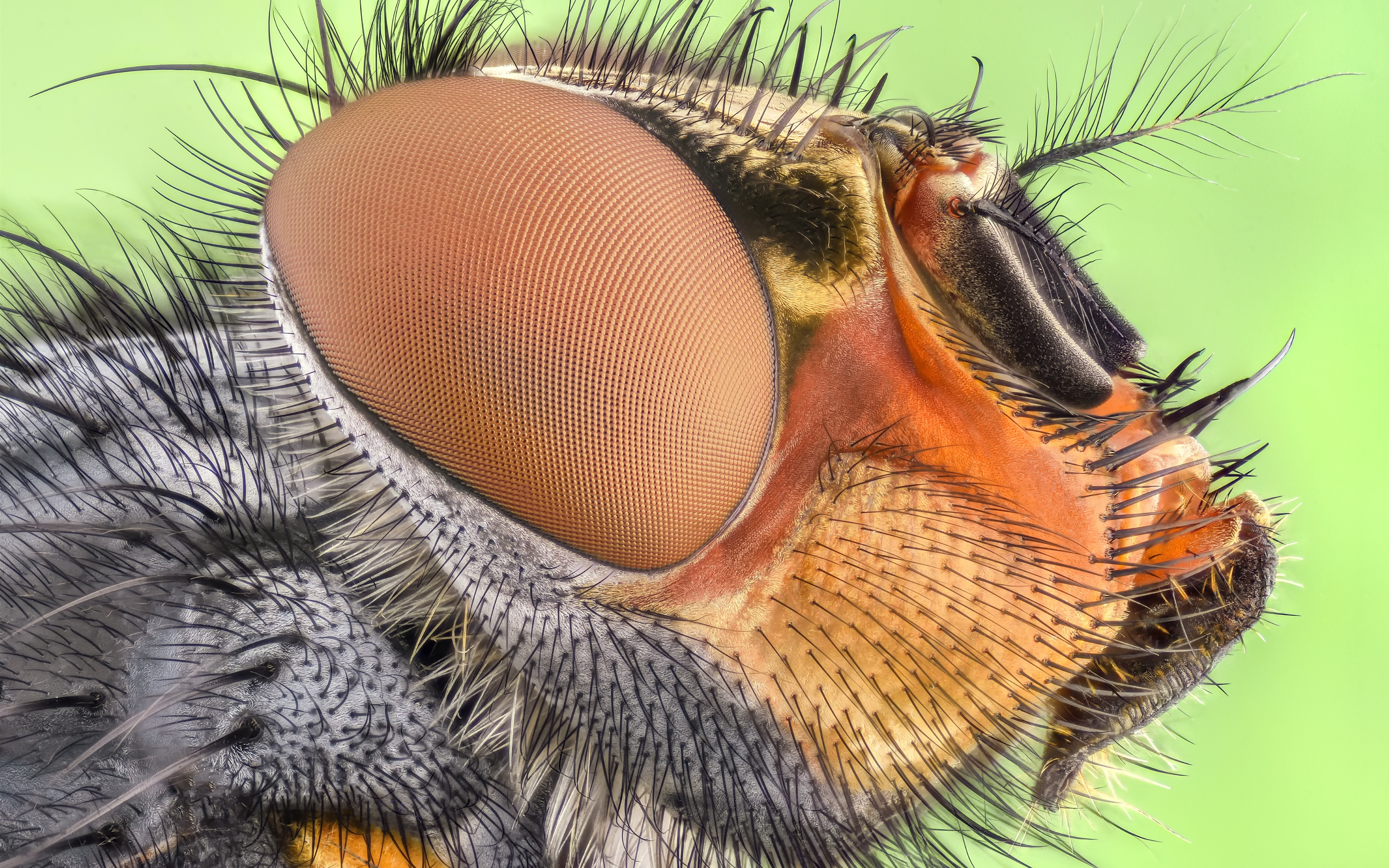 Close up insect portrait wallpaper 5120x3200