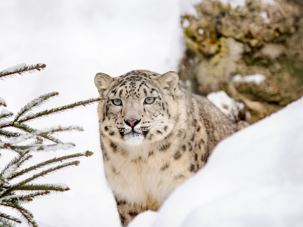 Snow leopard wallpaper 1024x768