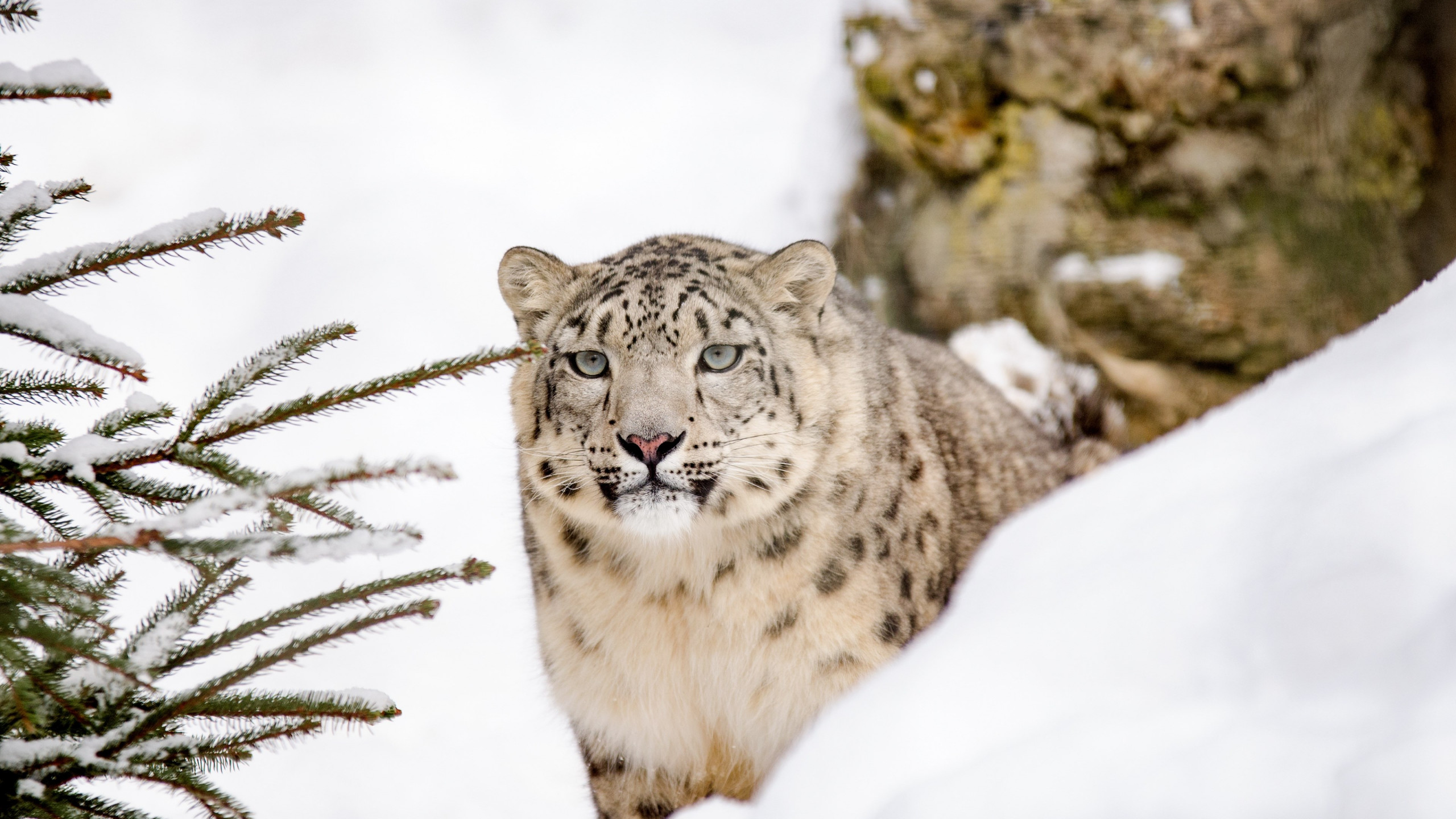 Snow leopard wallpaper 2560x1440