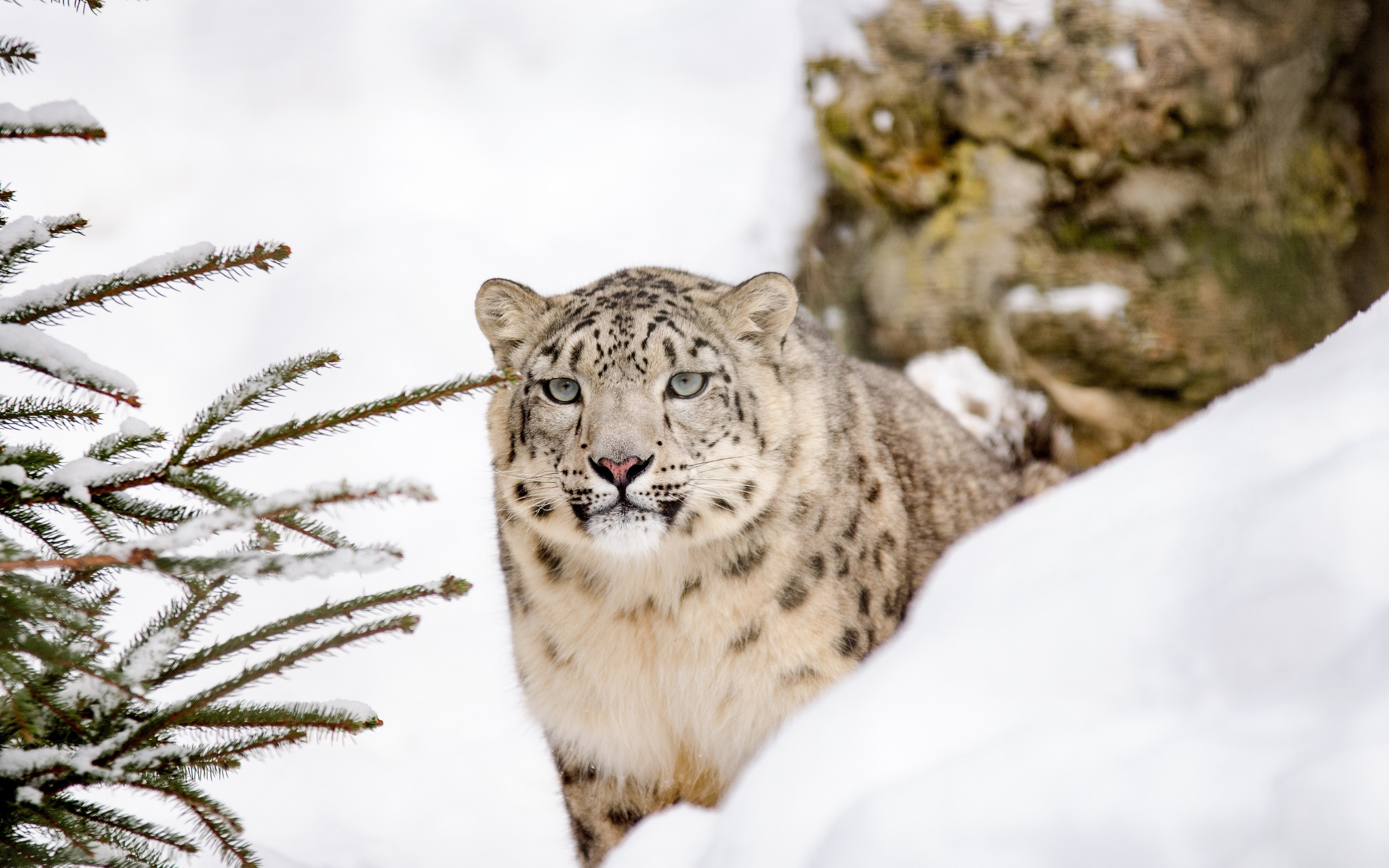 Snow leopard wallpaper 3840x2400