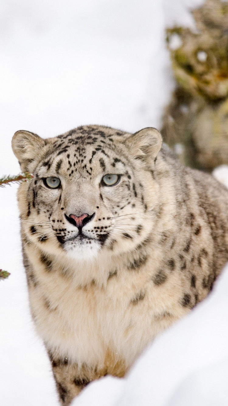 Snow leopard wallpaper 750x1334