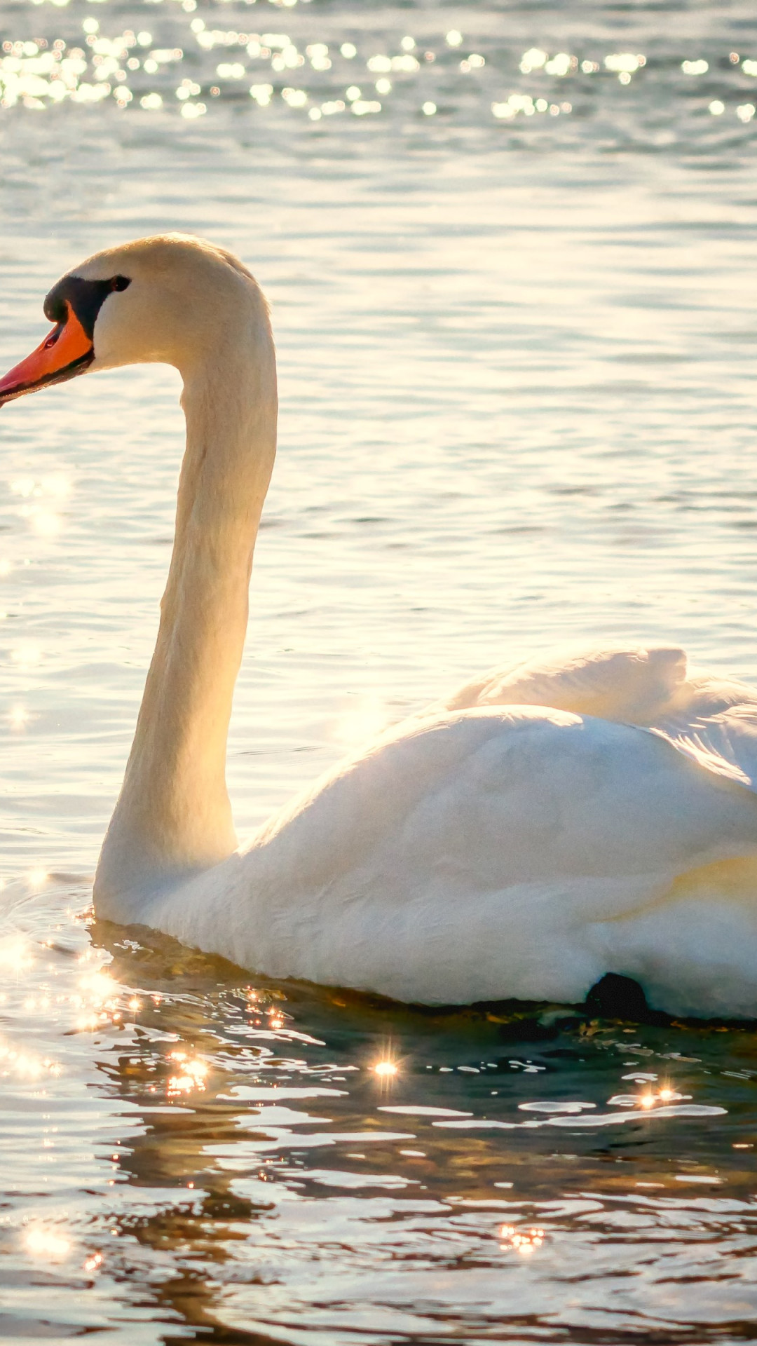 Swan on lake wallpaper 1080x1920
