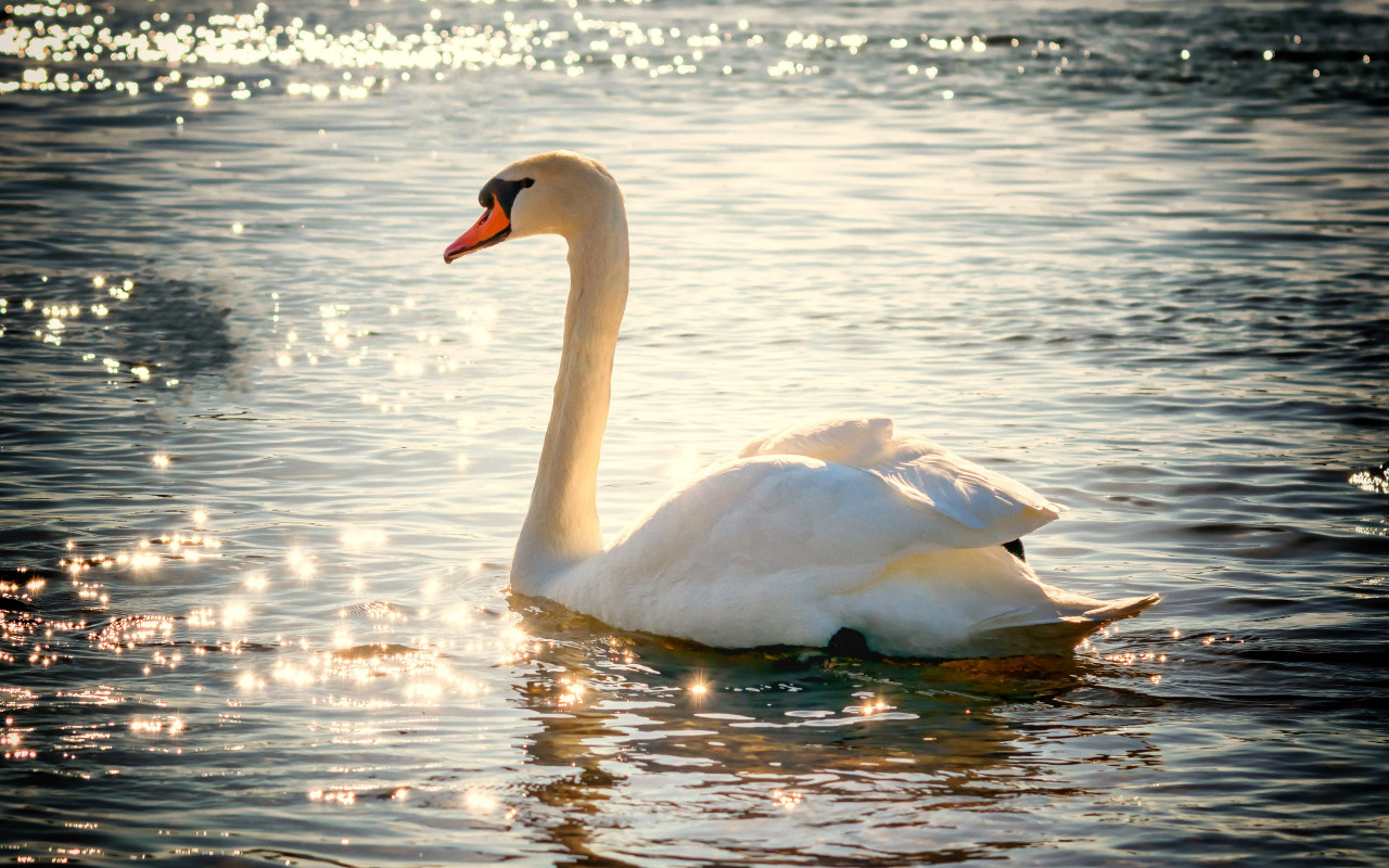 Swan on lake wallpaper 1280x800
