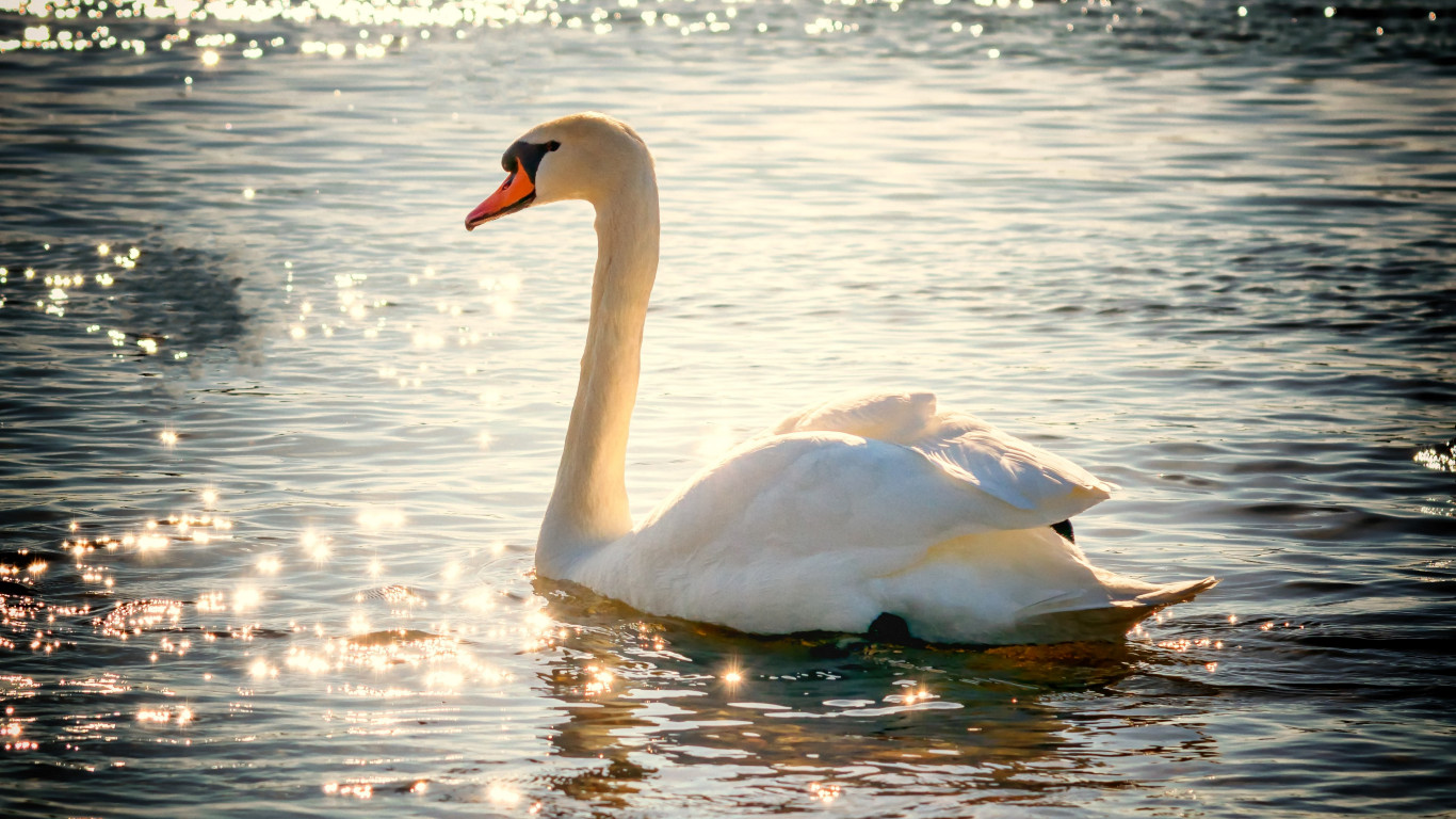 Swan on lake wallpaper 1366x768