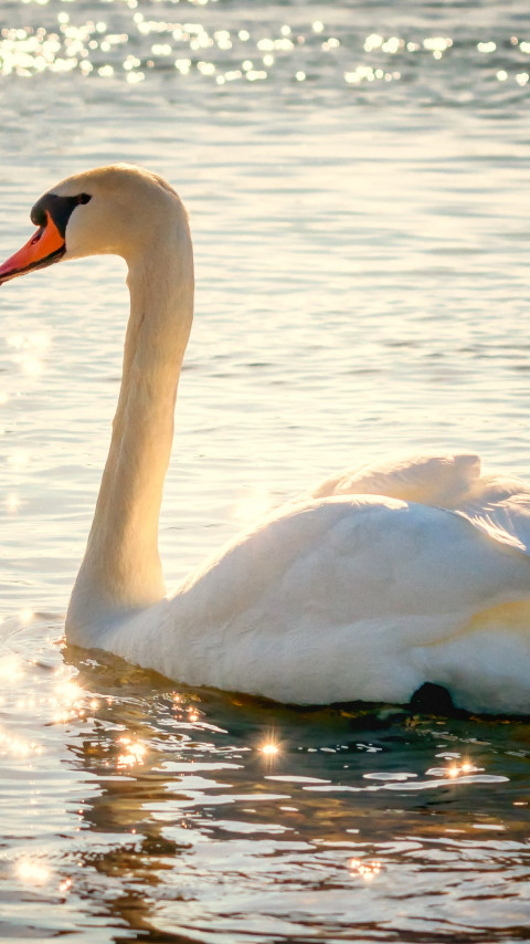 Swan on lake wallpaper 480x854