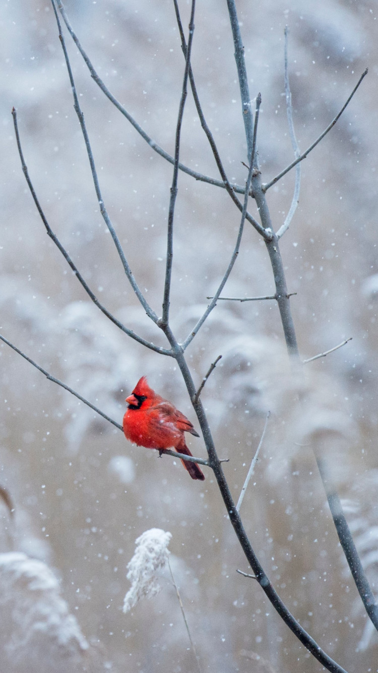 Red Cardinal Bird Tree Branch Snow Winter IPhone 8 7 6 HD phone wallpaper   Pxfuel