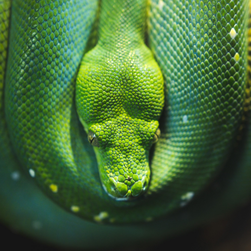 Green Tree snake python wallpaper 1024x1024