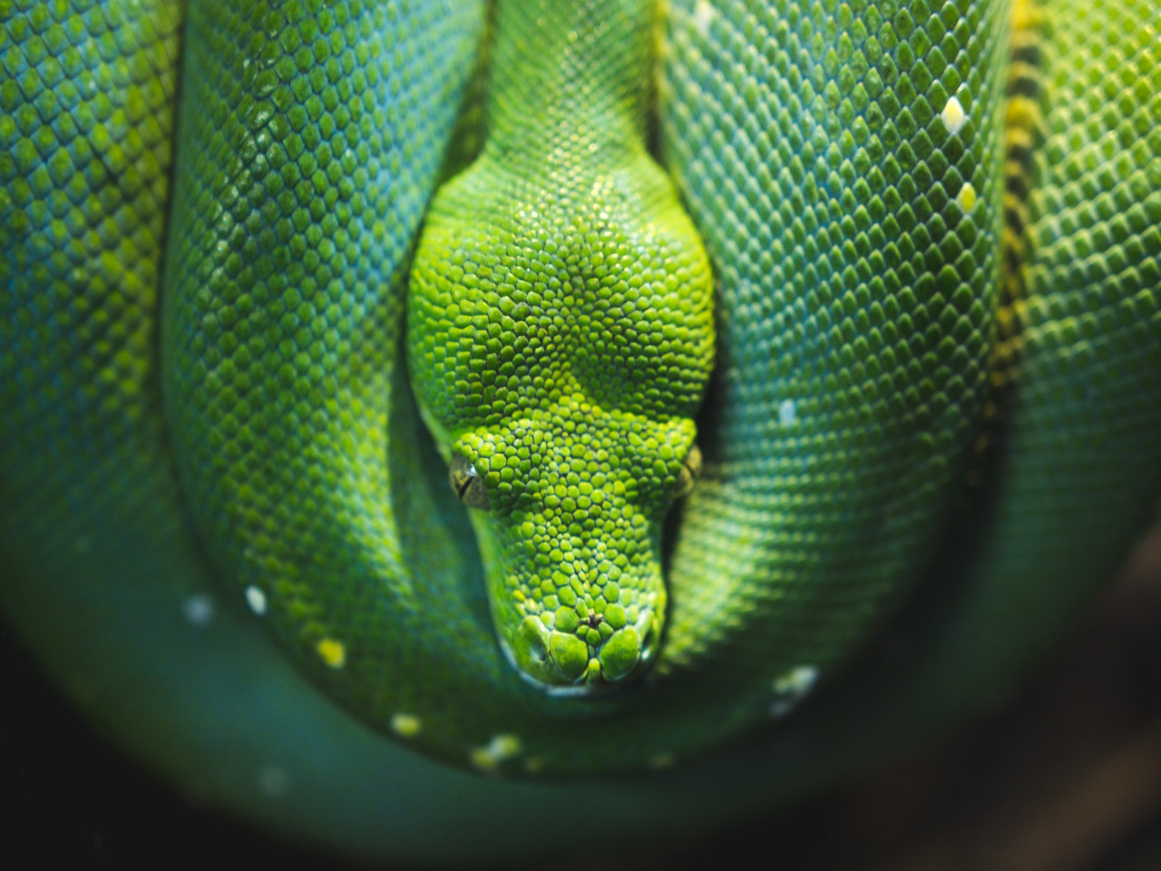 Green Tree snake python wallpaper 1280x960