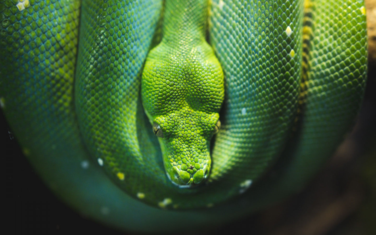 Green Tree snake python wallpaper 1440x900