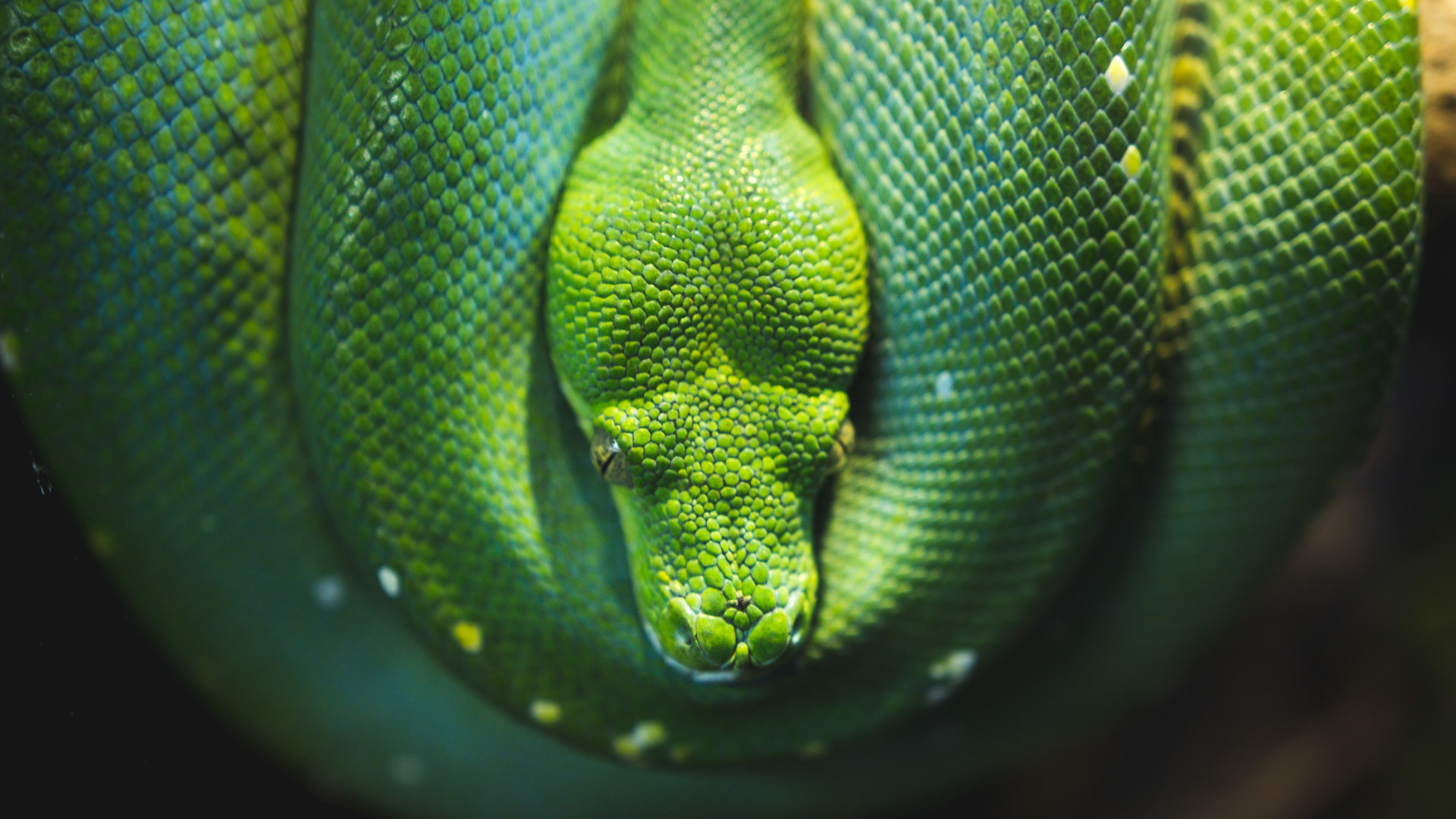 Download wallpaper: Green Tree snake python 1920x1080