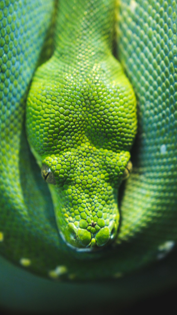 Green Tree snake python wallpaper 750x1334