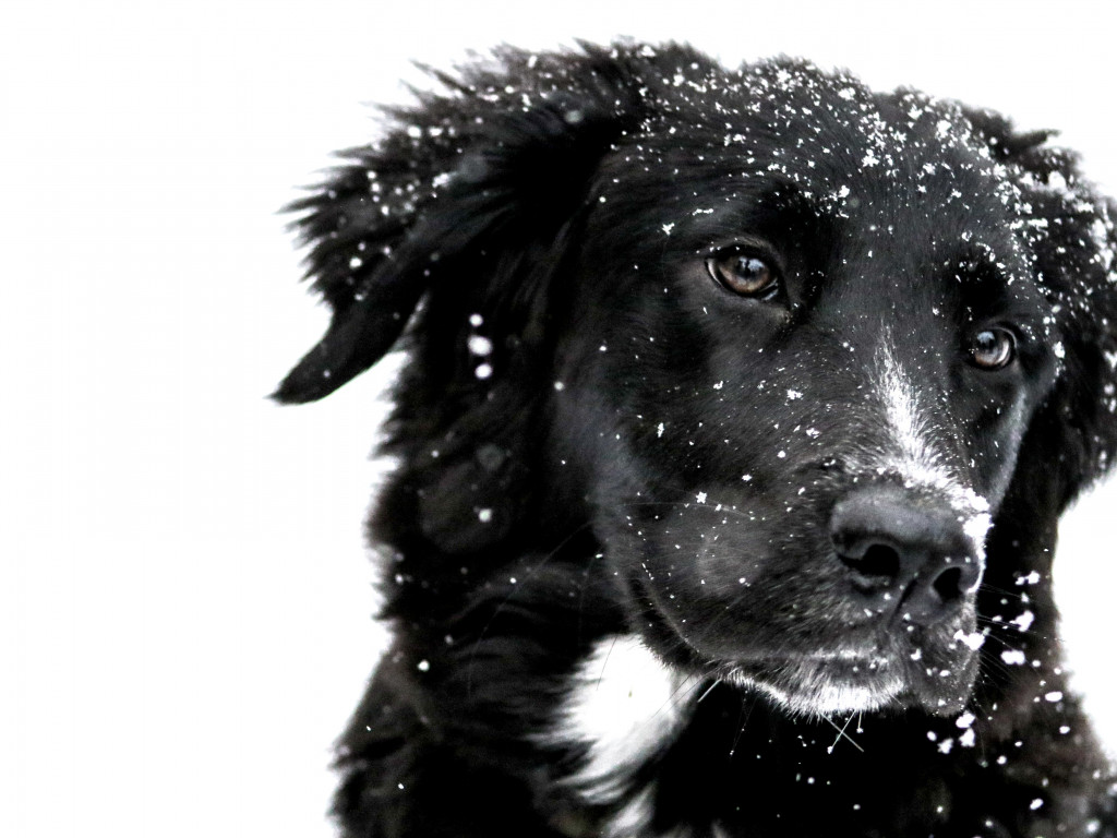 Snowing over the cute dog wallpaper 1024x768