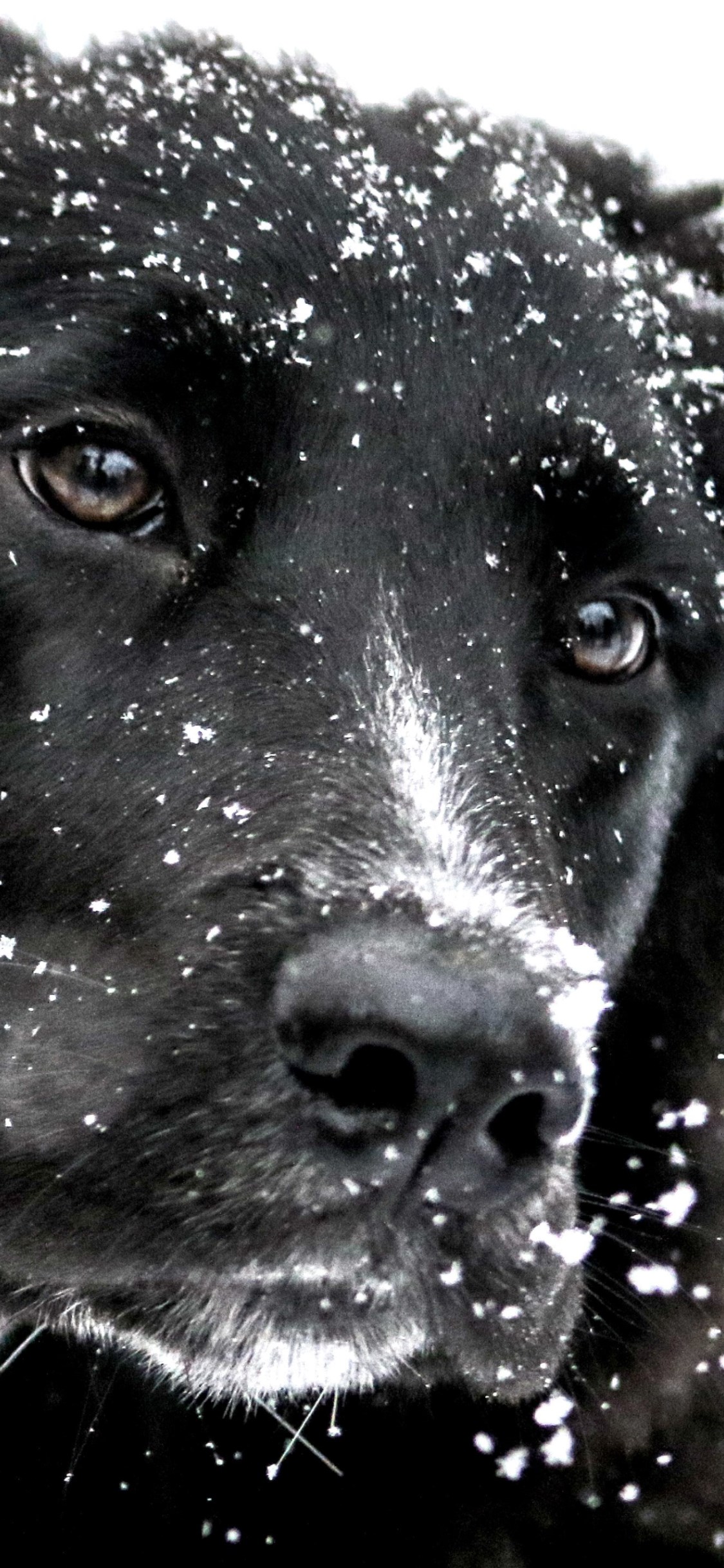 Snowing over the cute dog wallpaper 1125x2436