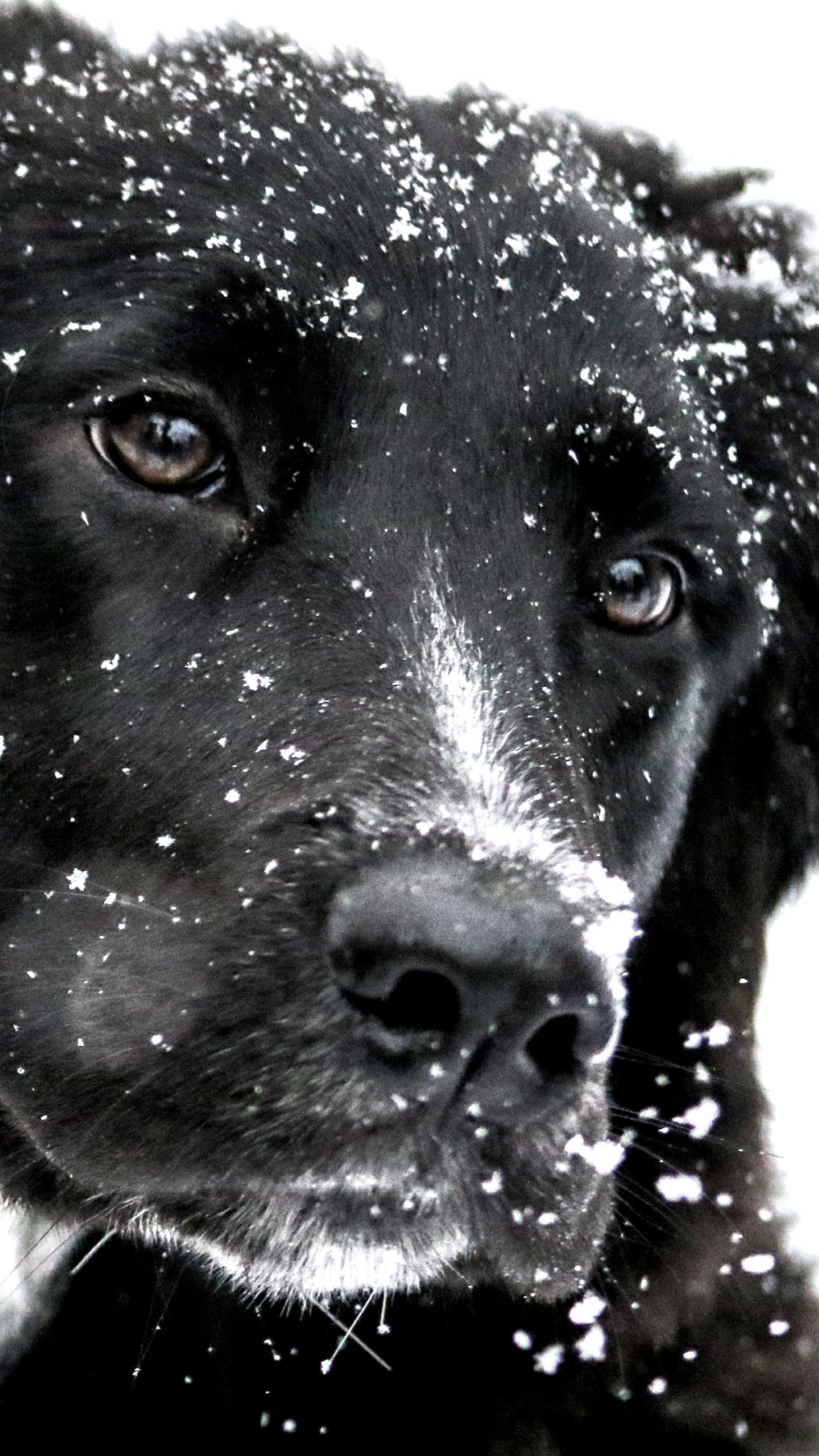 Snowing over the cute dog wallpaper 1242x2208