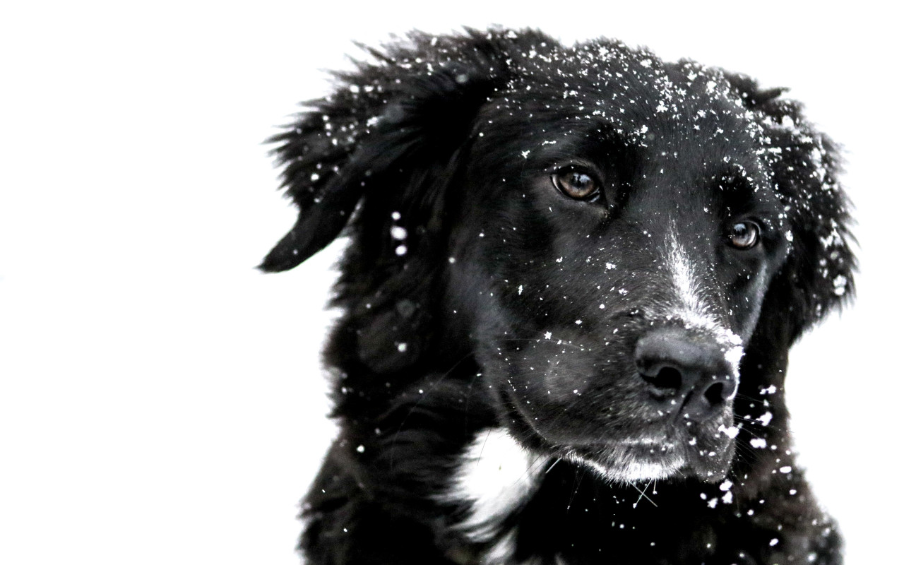 Snowing over the cute dog wallpaper 1280x800