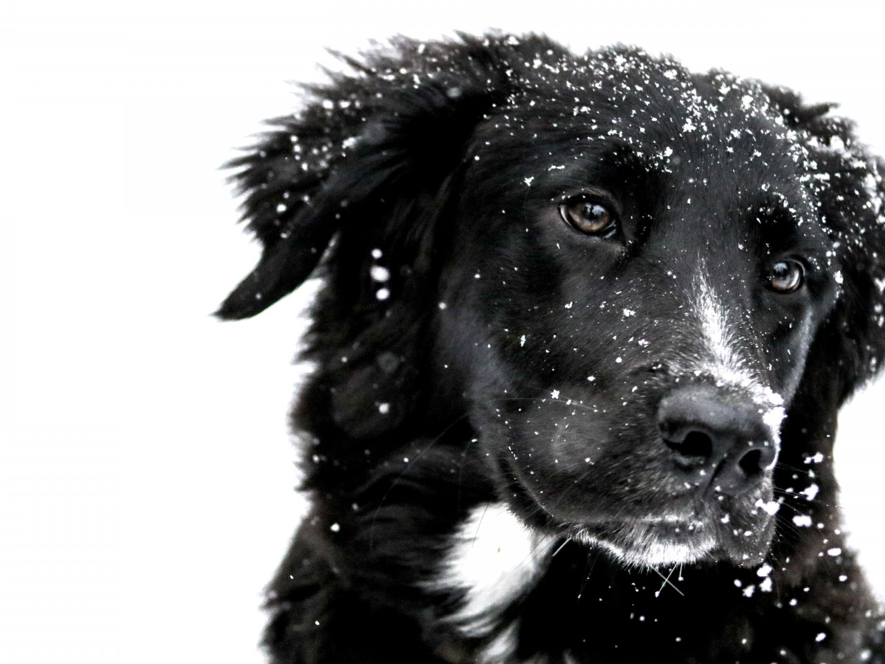 Snowing over the cute dog wallpaper 1280x960