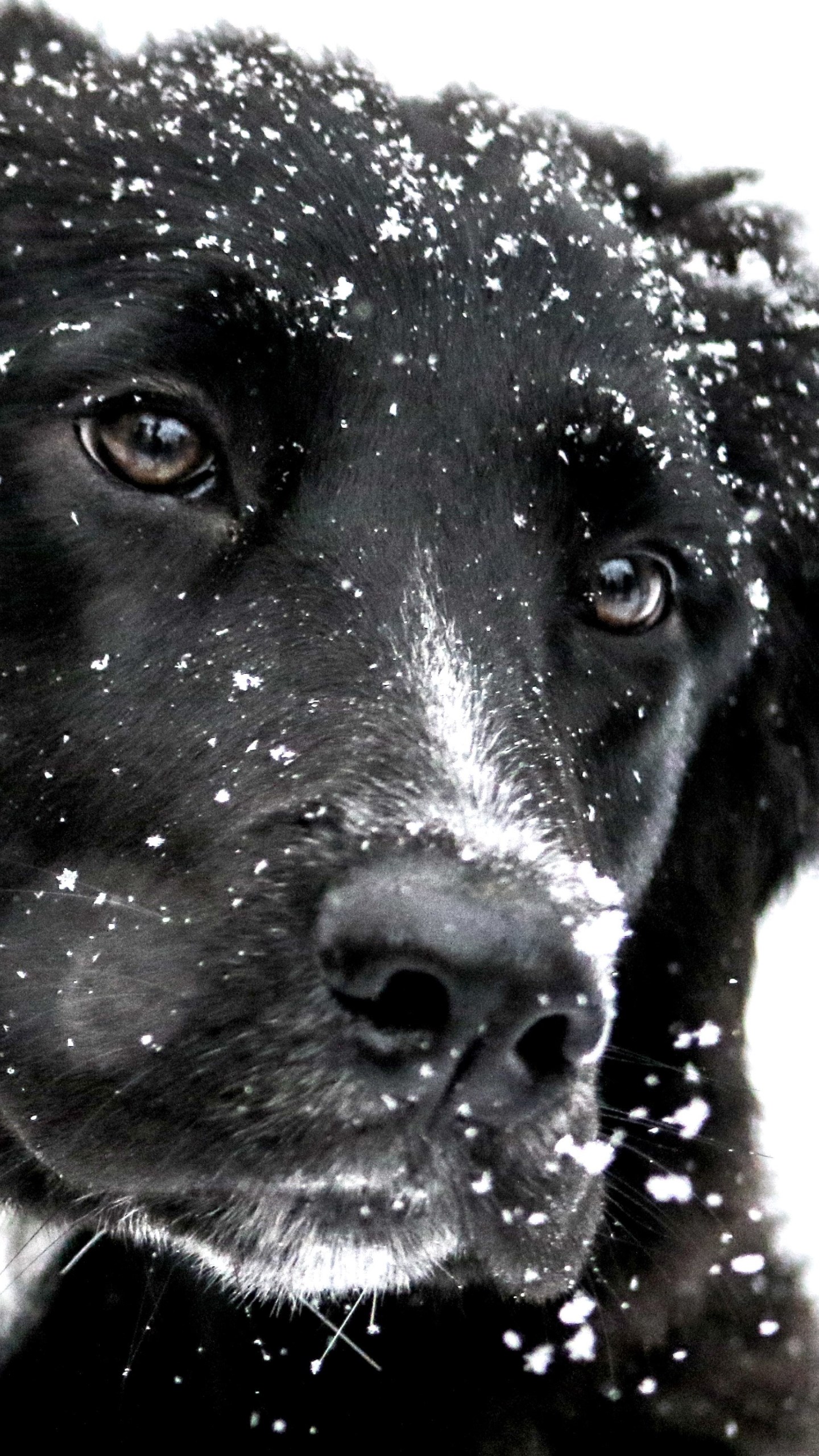 Snowing over the cute dog wallpaper 1440x2560